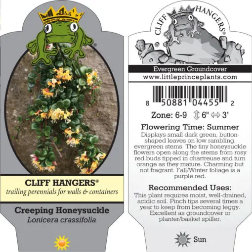 Lonicera crassifolia - Creeping Honeysuckle (3.5" Pot) | Little Prince of  Oregon Nursery