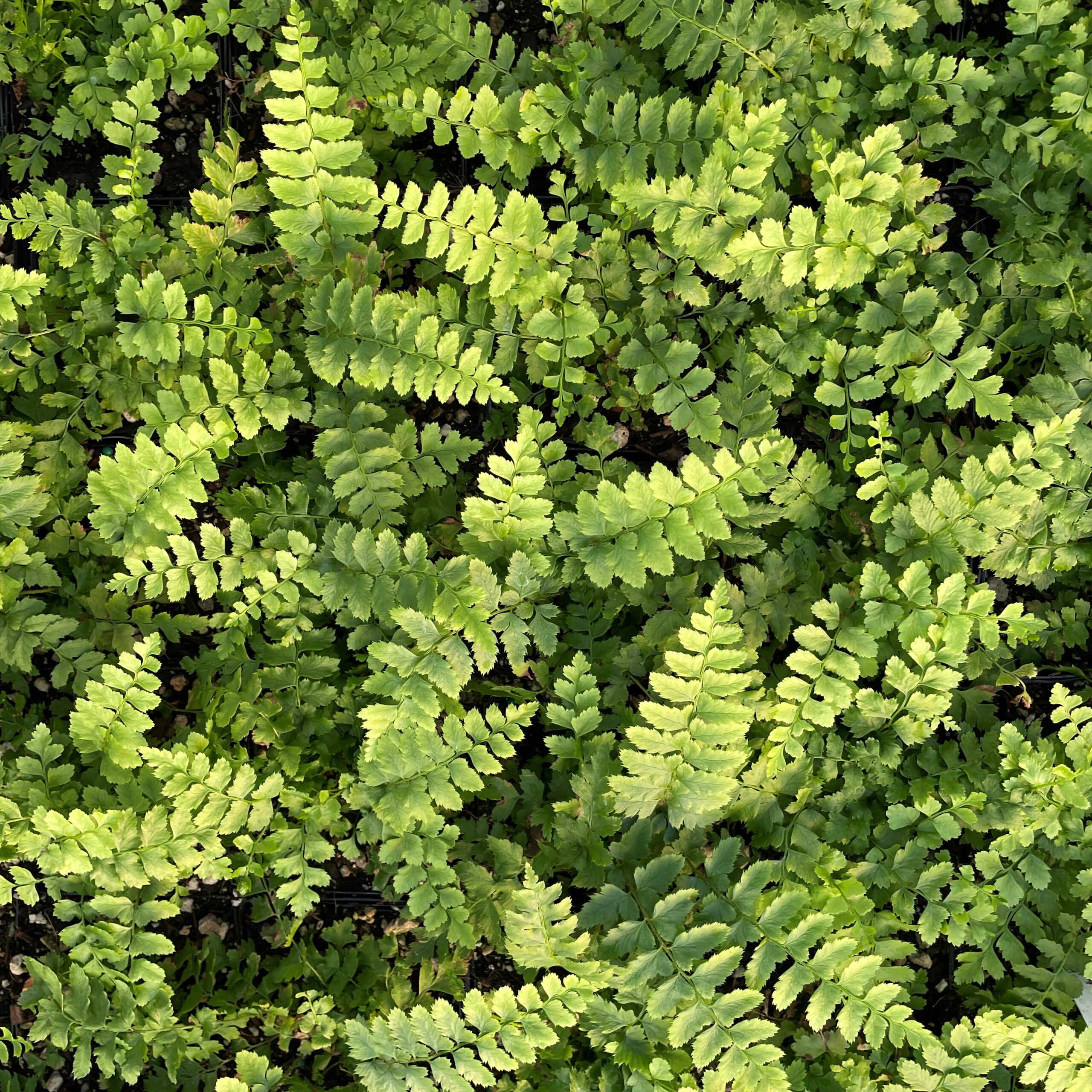 Polystichum aculeatum - Hard Shield Fern (3.5" Pot) - Image 5