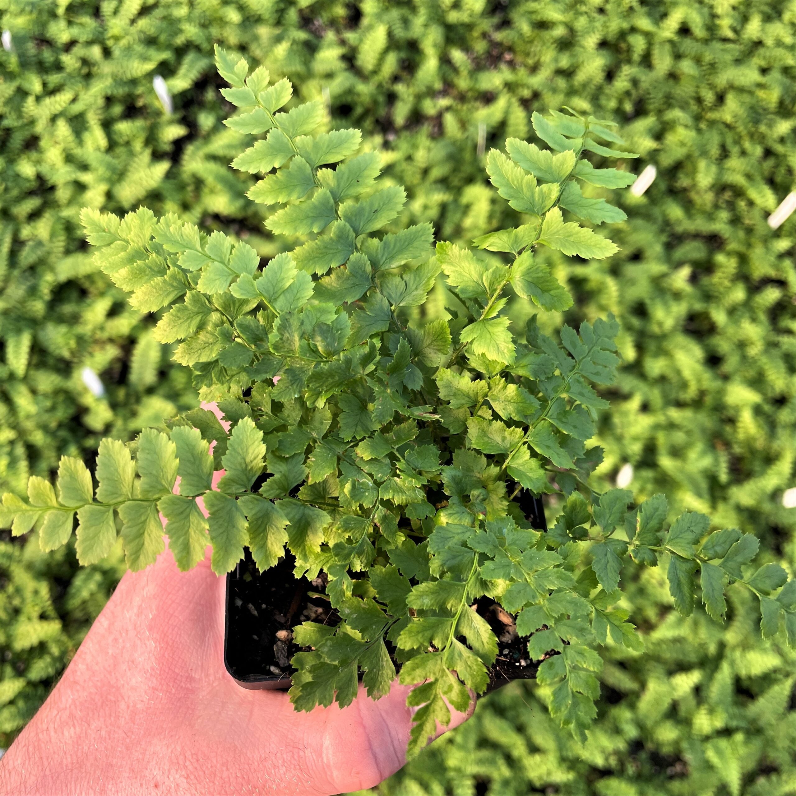 Polystichum aculeatum - Hard Shield Fern (3.5" Pot)