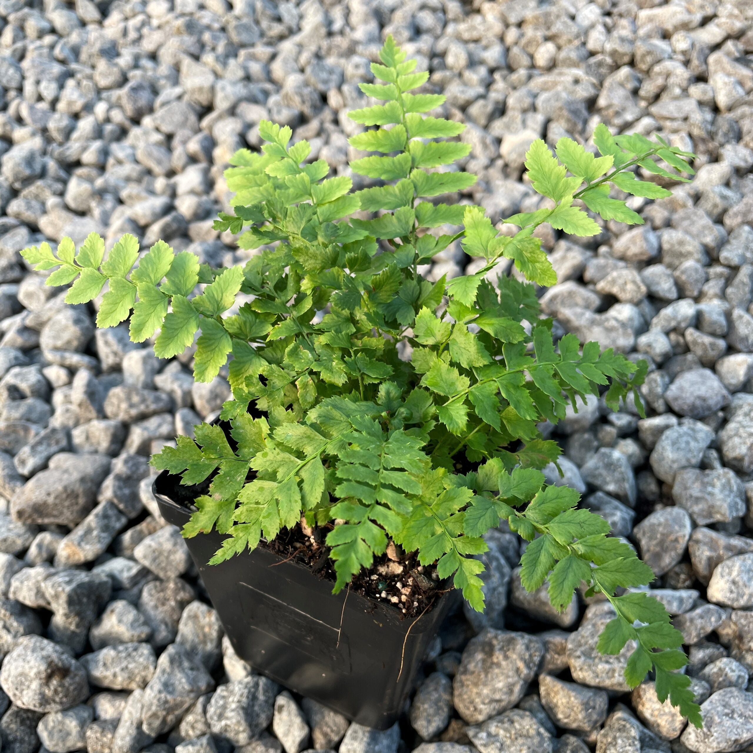 Polystichum aculeatum - Hard Shield Fern (3.5" Pot) - Image 3