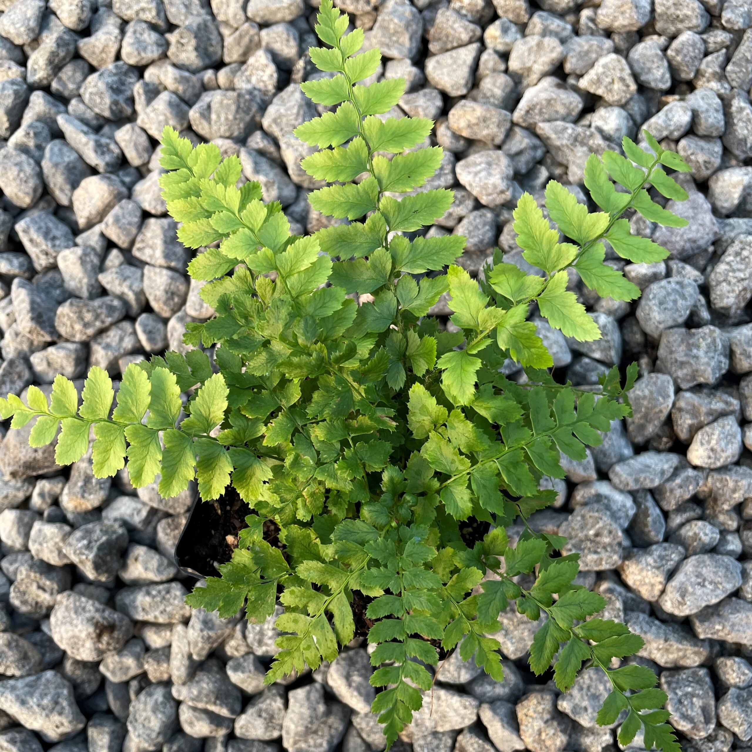 Polystichum aculeatum - Hard Shield Fern (3.5" Pot) - Image 4