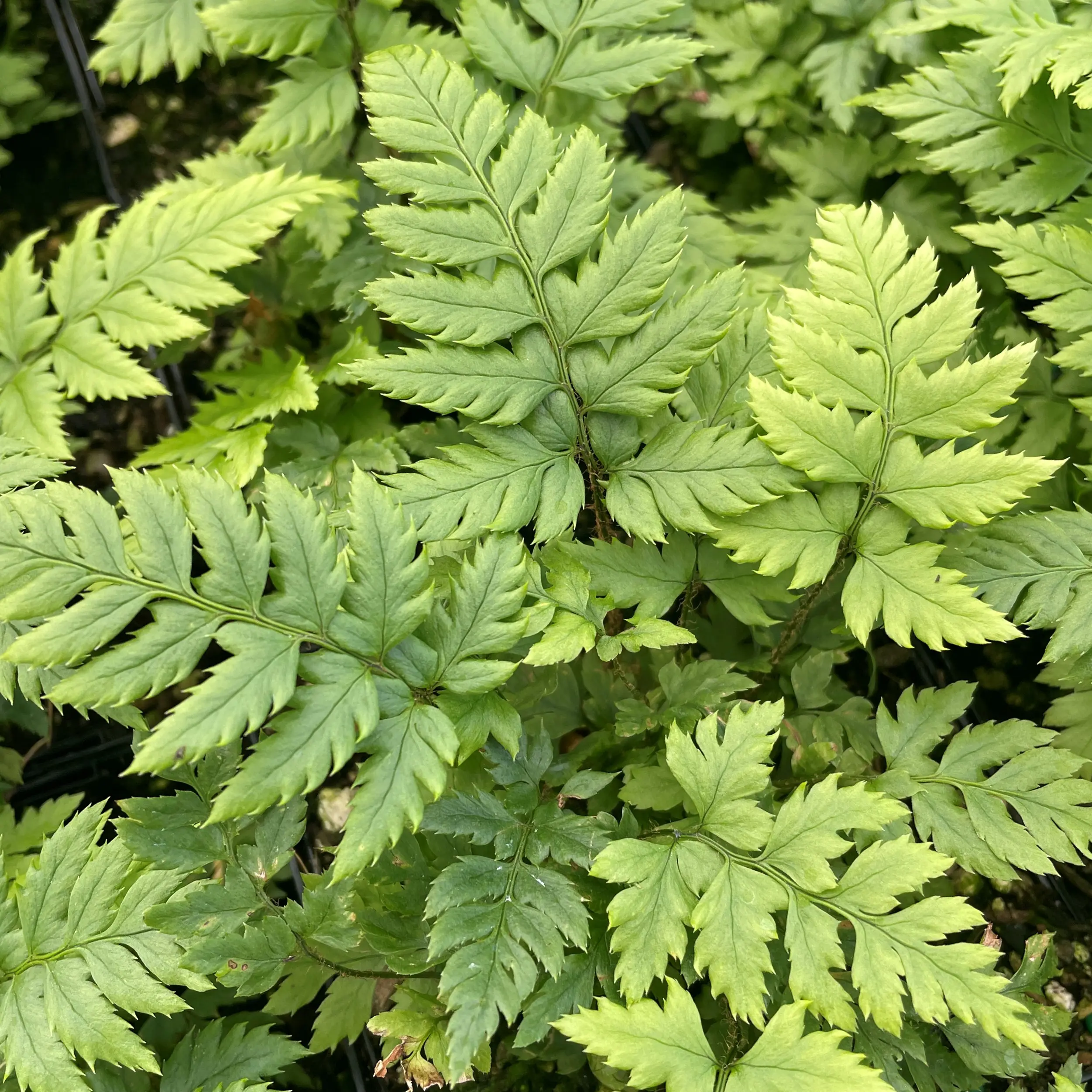 Holly Fern - Rigid