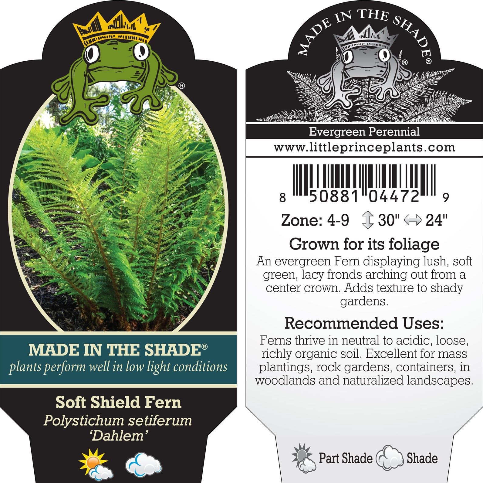 Polystichum setiferum 'Dahlem' - Soft Shield Fern