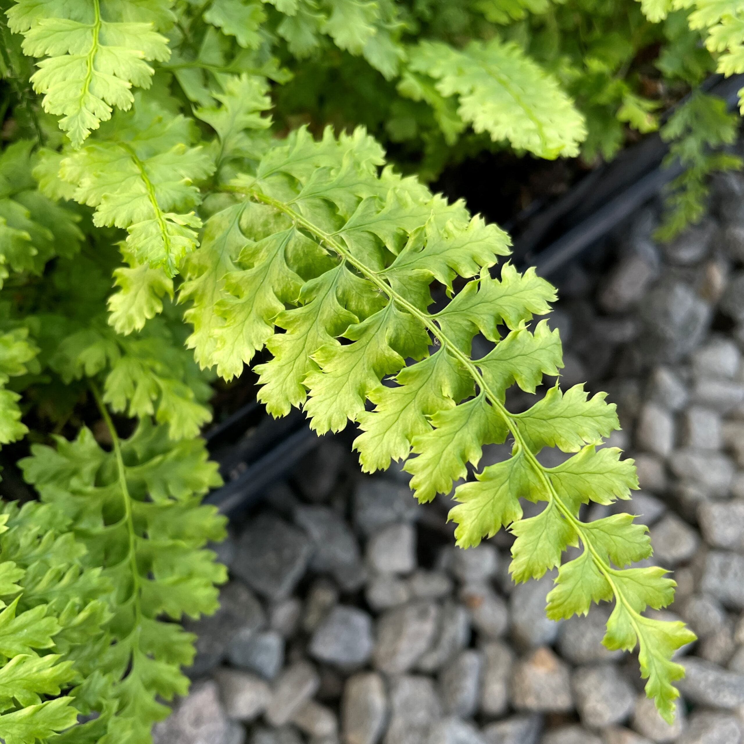 Polystichum setiferum 'Dahlem' - Soft Shield Fern (3.5" Pot) - Image 2