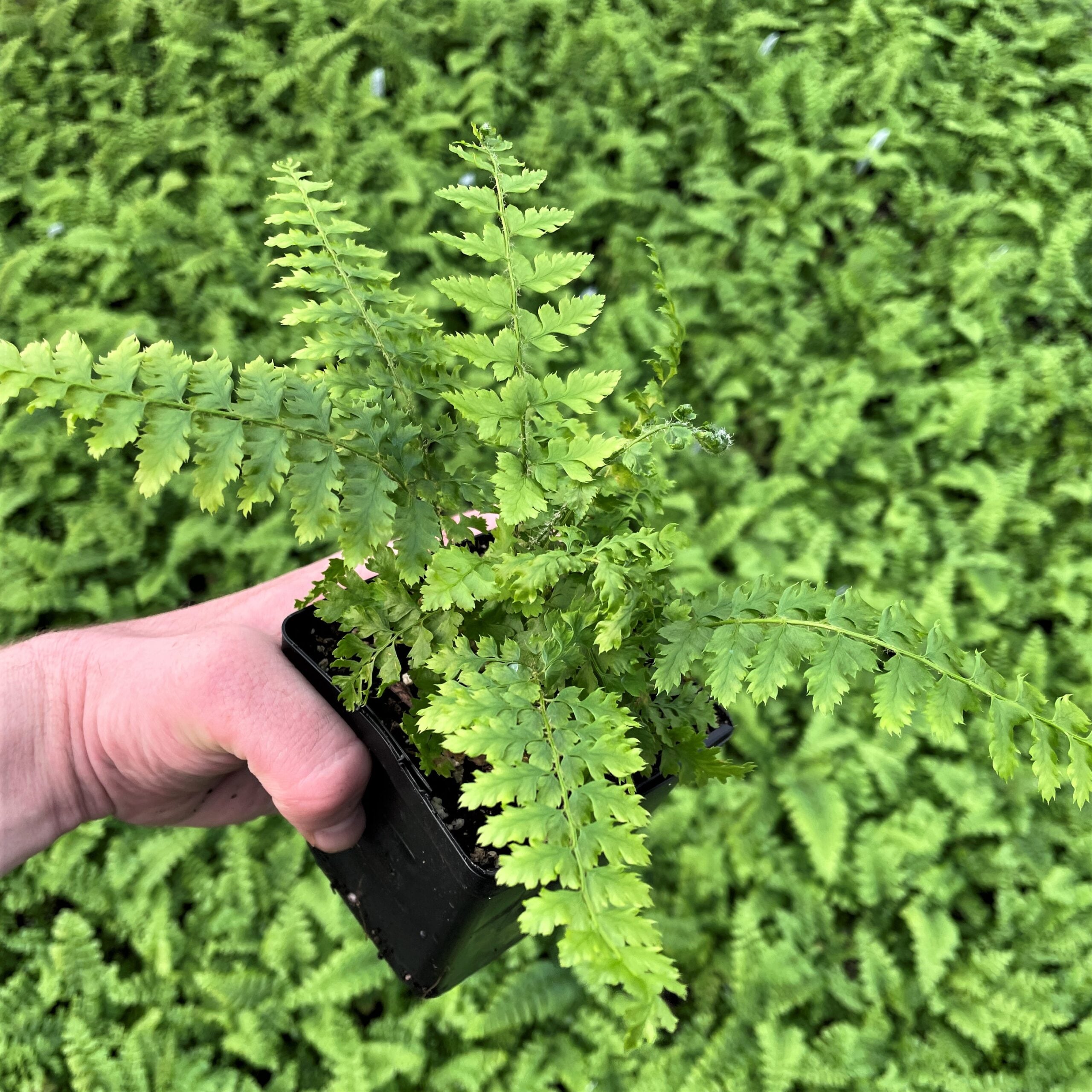 Polystichum setiferum 'Dahlem' - Soft Shield Fern (3.5" Pot) - Image 3