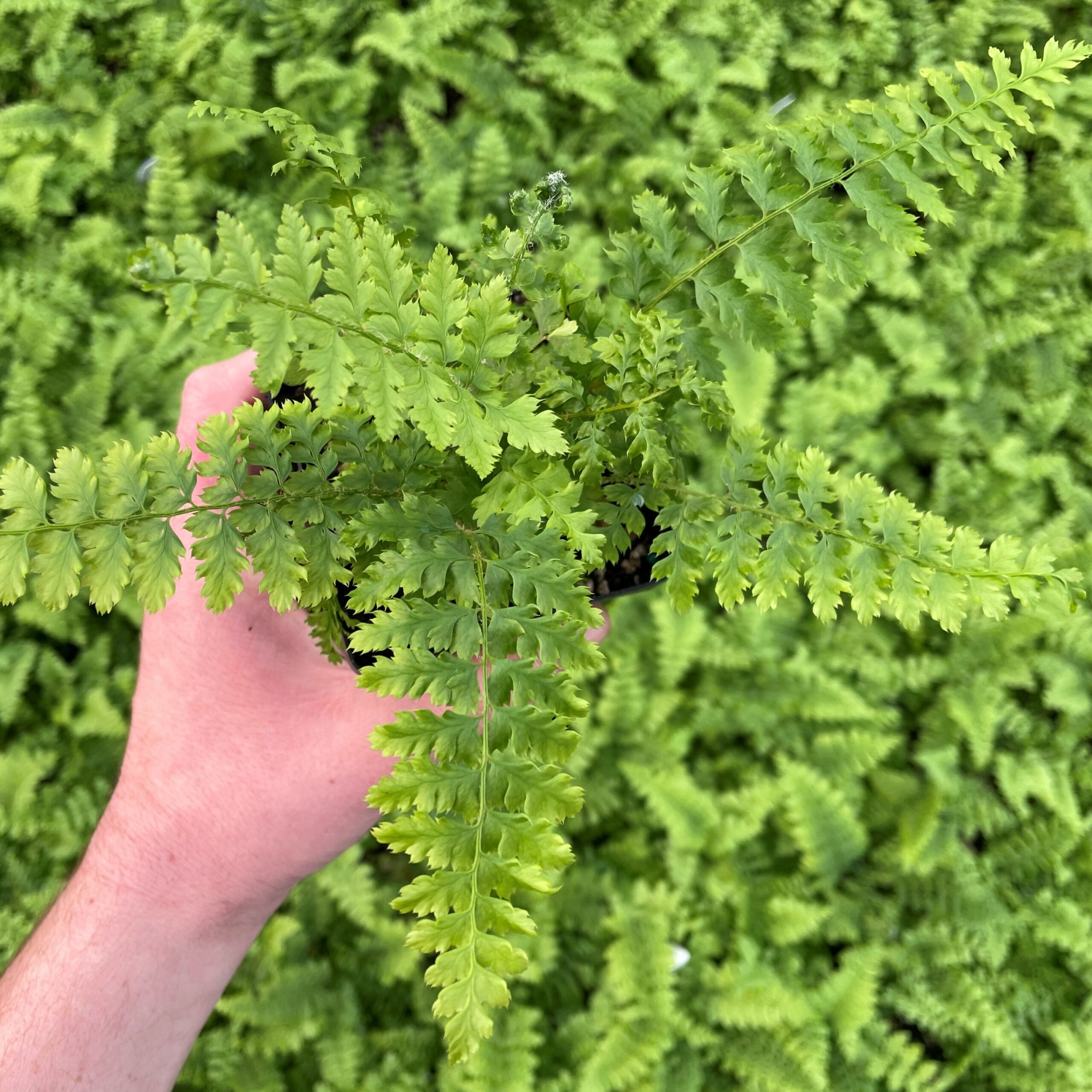 Polystichum setiferum 'Dahlem' - Soft Shield Fern (3.5" Pot)