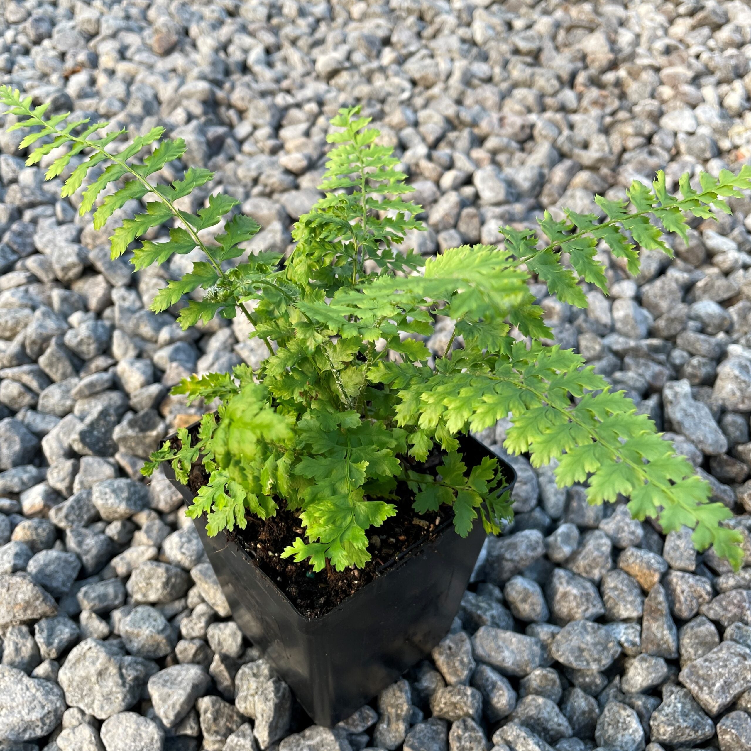 Polystichum setiferum 'Dahlem' - Soft Shield Fern (3.5" Pot) - Image 4
