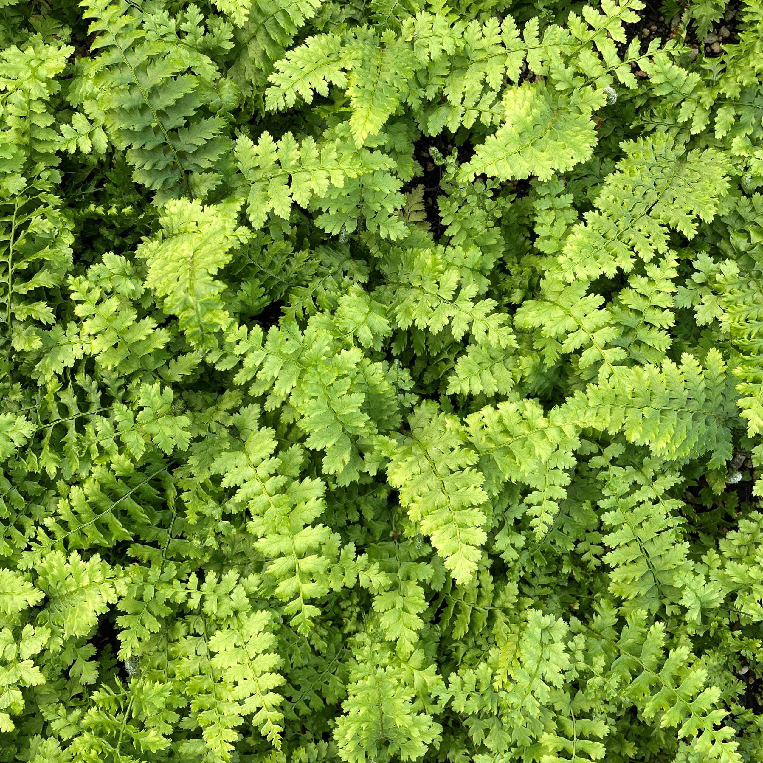 Polystichum setiferum 'Dahlem' - Soft Shield Fern (3.5" Pot) - Image 6