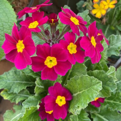 Primula vulgaris 'Oakleaf Magenta' - Oakleaf Primrose (4.5" Pot)