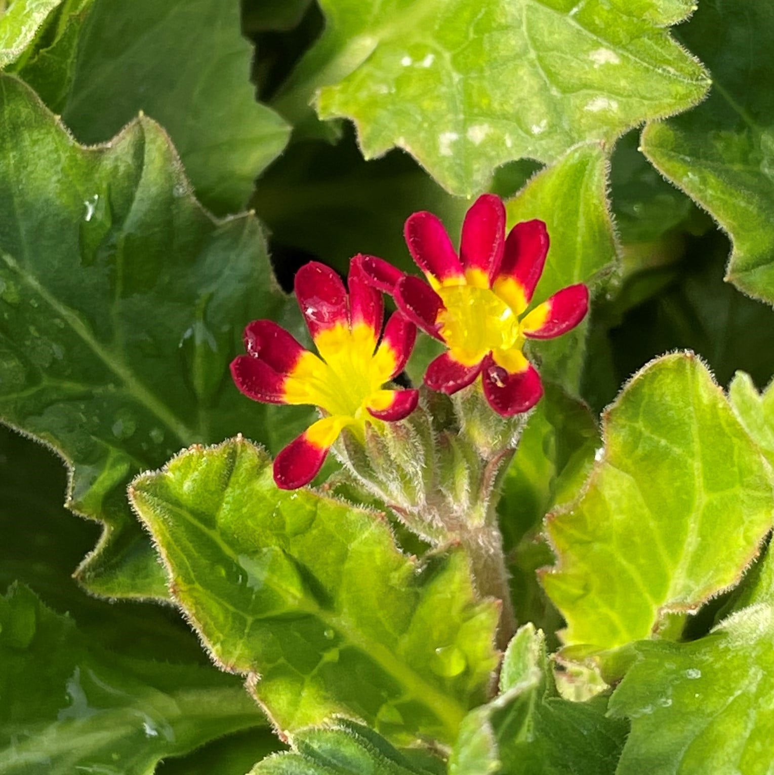 Primula vulgaris 'Oakleaf Magenta' - Oakleaf Primrose (4.5" Pot) - Image 2