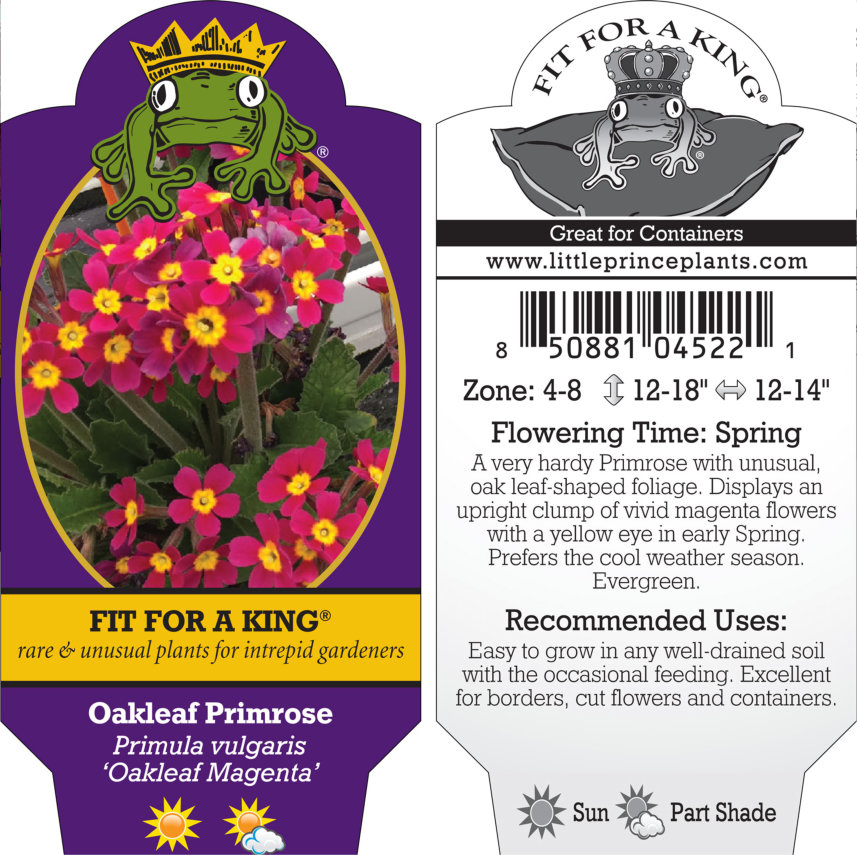 Primula vulgaris 'Oakleaf Magenta' - Oakleaf Primrose (4.5" Pot) - Image 4