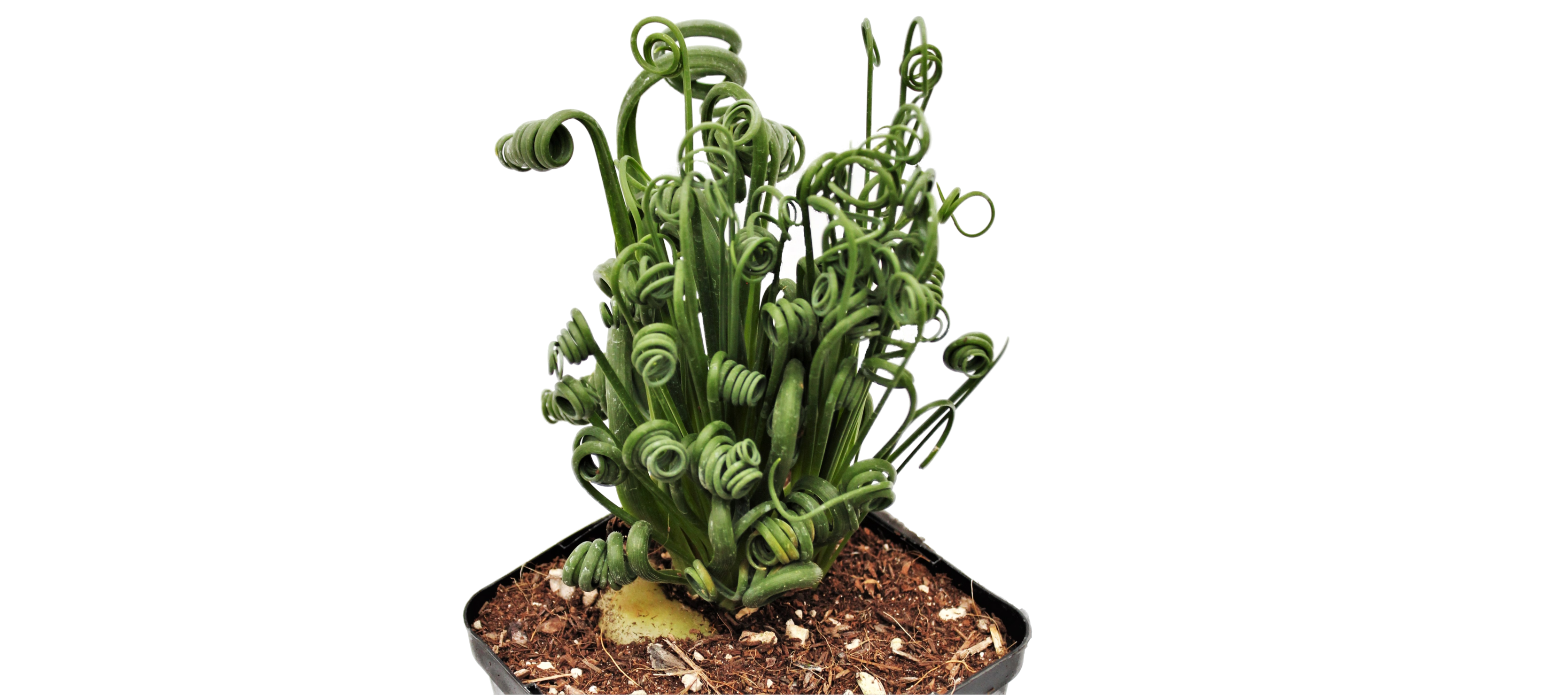 sansevieria trifasciata cura XL Sansevieria trifasciata 'Laurentii' 3-4' tall