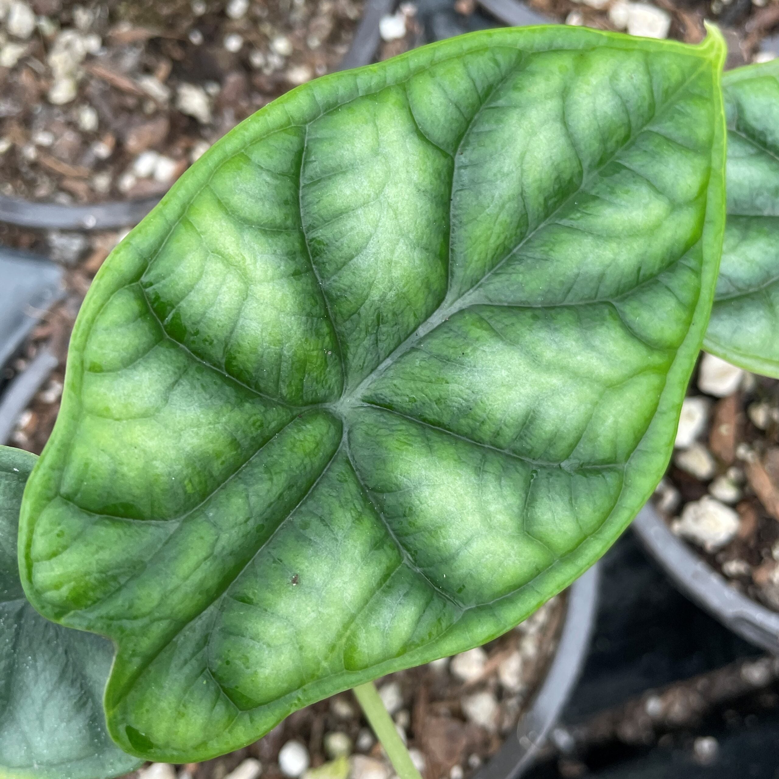 glorious plant Philodendron Glorious | Rare Aroid House Plants