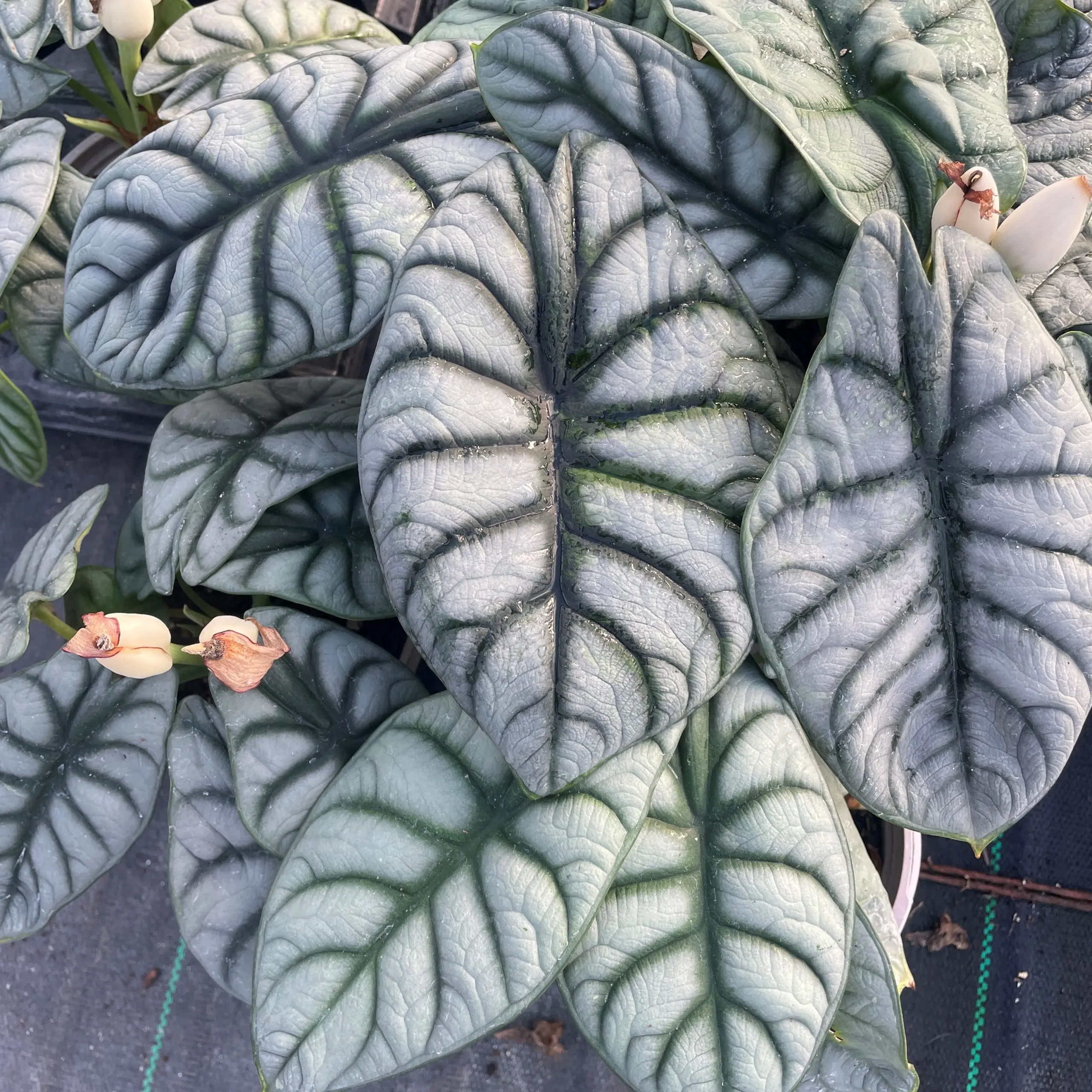 Alocasia baginda 'Silver Dragon' - Dwarf Elephant Ears (4.5 Alocasia baginda 'Silver Dragon' - Dwarf Elephant Ears (4.5