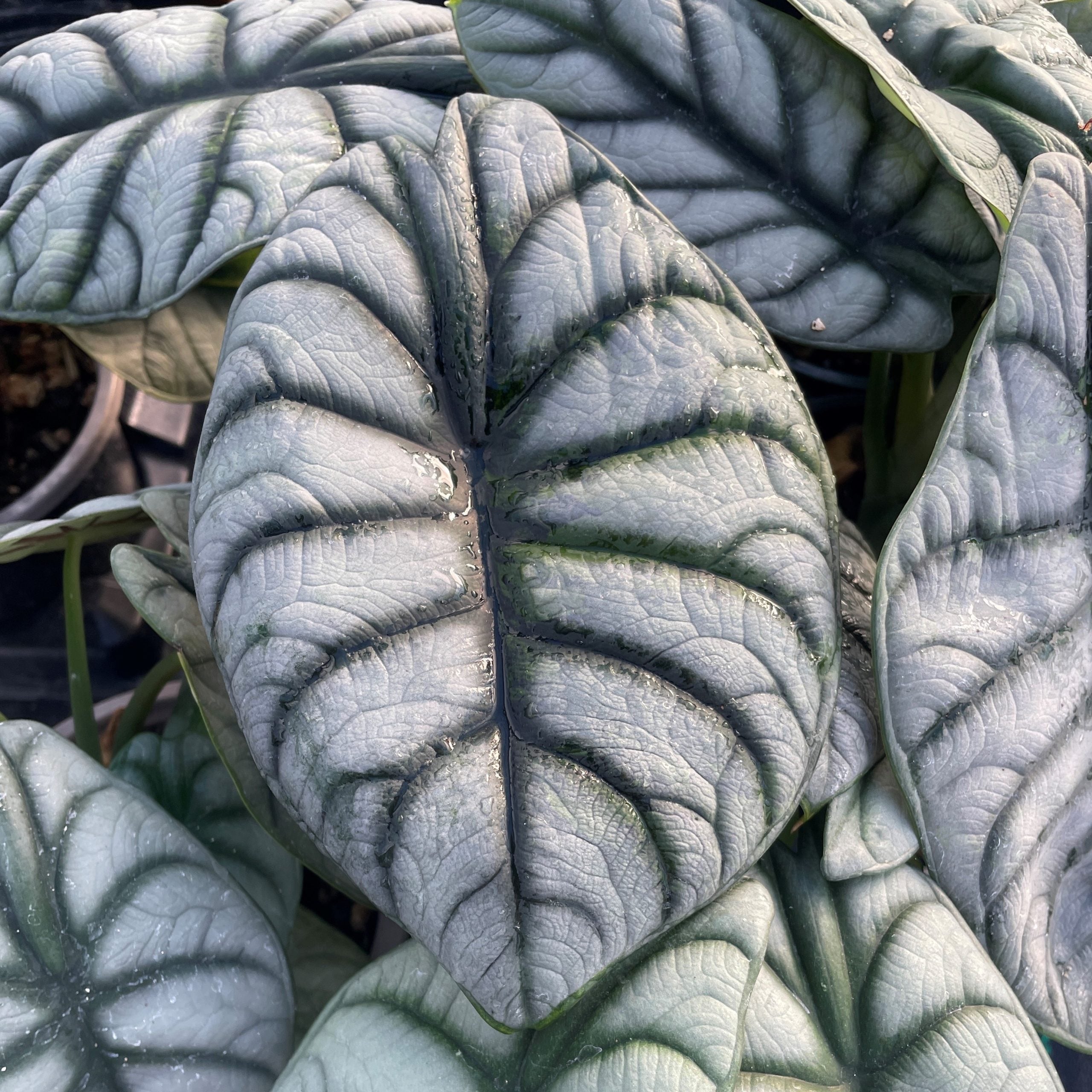 Alocasia baginda 'Silver Dragon' (3) square
