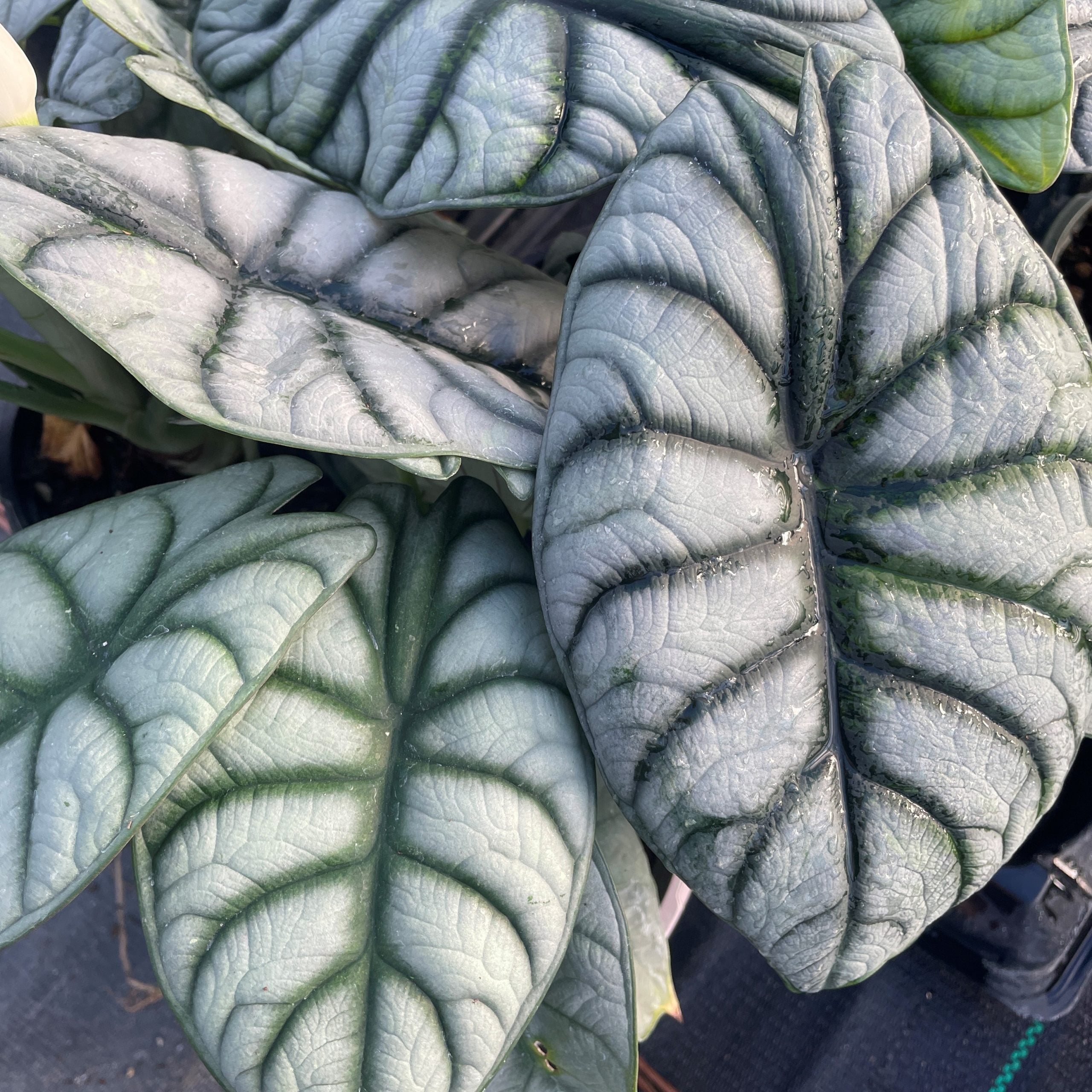 Alocasia baginda 'Silver Dragon' (4) square