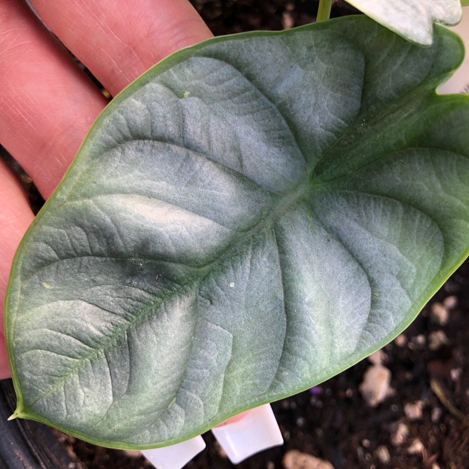 Alocasia baginda 'Silver Dragon' - Dwarf Elephant Ears (4.5" Pot) - Image 4