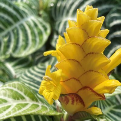 Aphelandra 'Diana' bloom