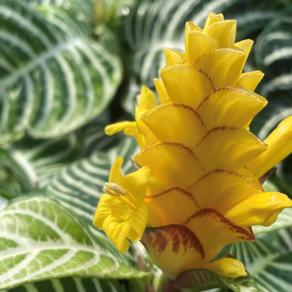 Aphelandra squarrosa 'Dania' - Zebra Plant (4.5" Pot) | Little Prince of  Oregon Nursery