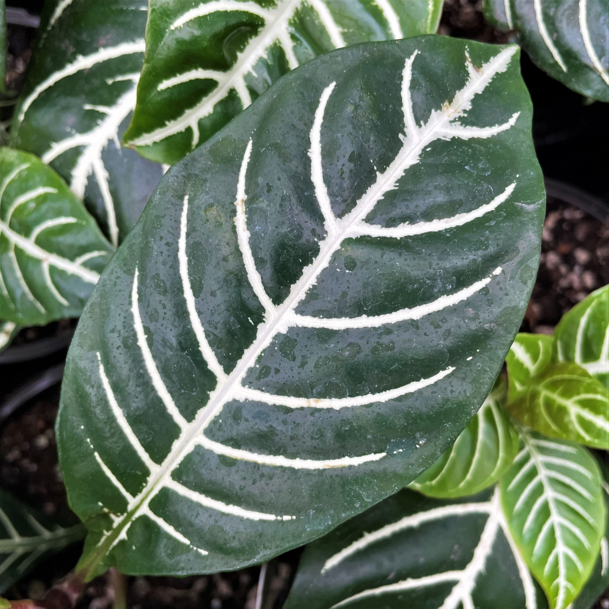 Aphelandra squarrosa 'Dania' - Zebra Plant (4.5" Pot) | Little Prince of  Oregon Nursery