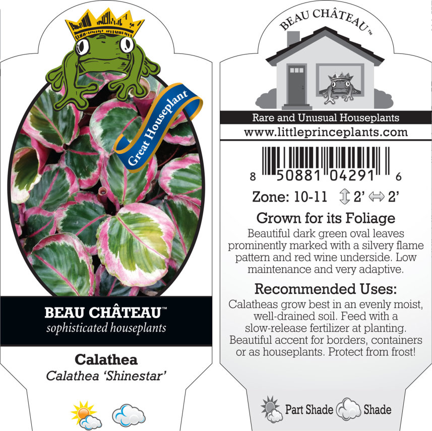 Calathea 'Shinestar' - Prayer Plant (4.5" Pot) - Image 3