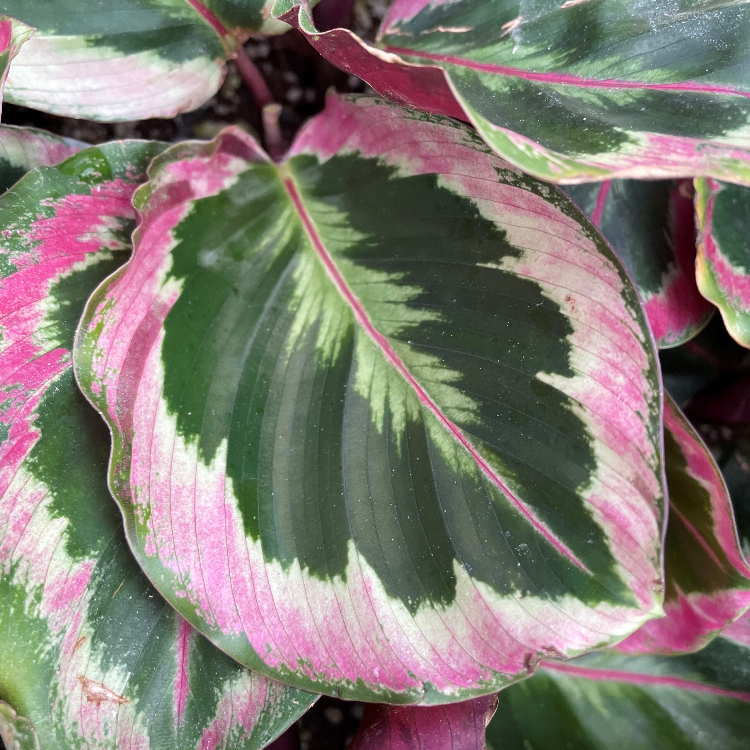 Calathea 'Shinestar' - Prayer Plant (4.5" Pot)