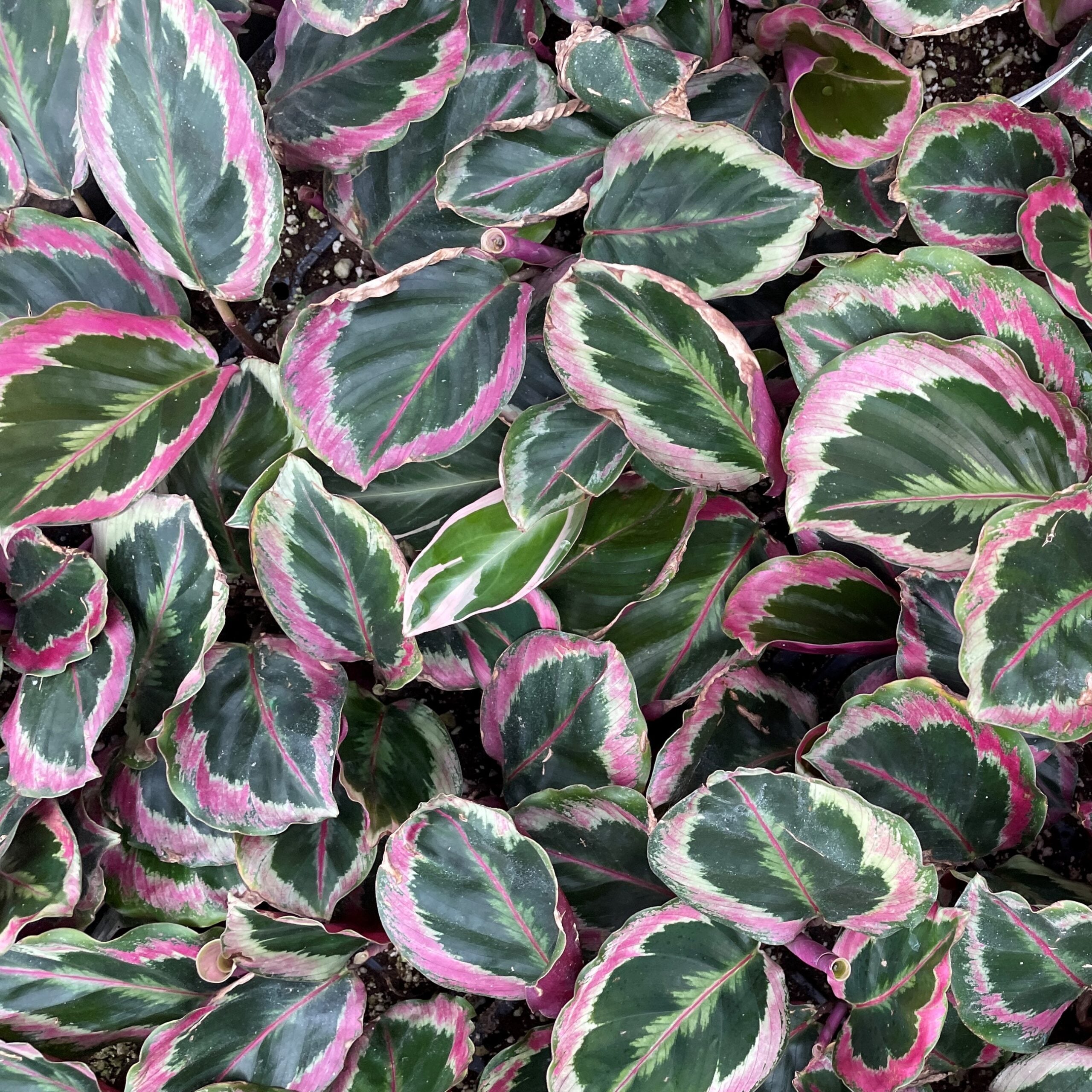 Calathea 'Shinestar' - Prayer Plant (4.5" Pot) - Image 2