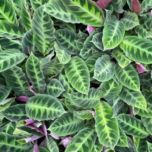 Calathea warscewiczii - Jungle Velvet Plant (4.5" Pot) | Little Prince of  Oregon Nursery