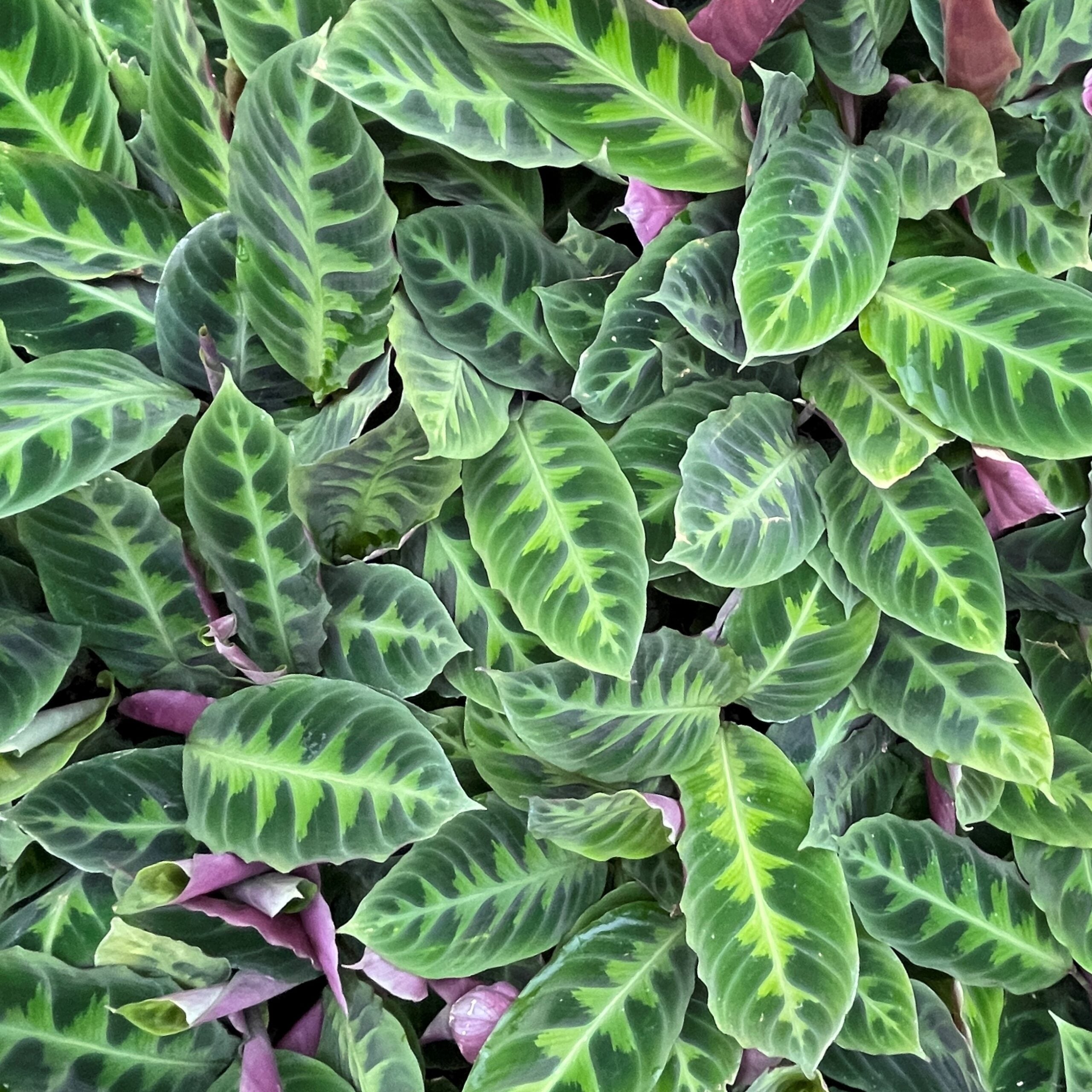 Calathea warscewiczii - Jungle Velvet Plant (4.5" Pot) | Little Prince of  Oregon Nursery