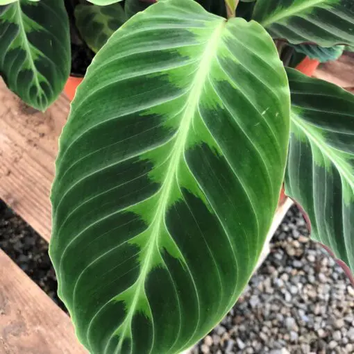 Calathea warscewiczii - Jungle Velvet Plant (4.5" Pot) | Little Prince of  Oregon Nursery