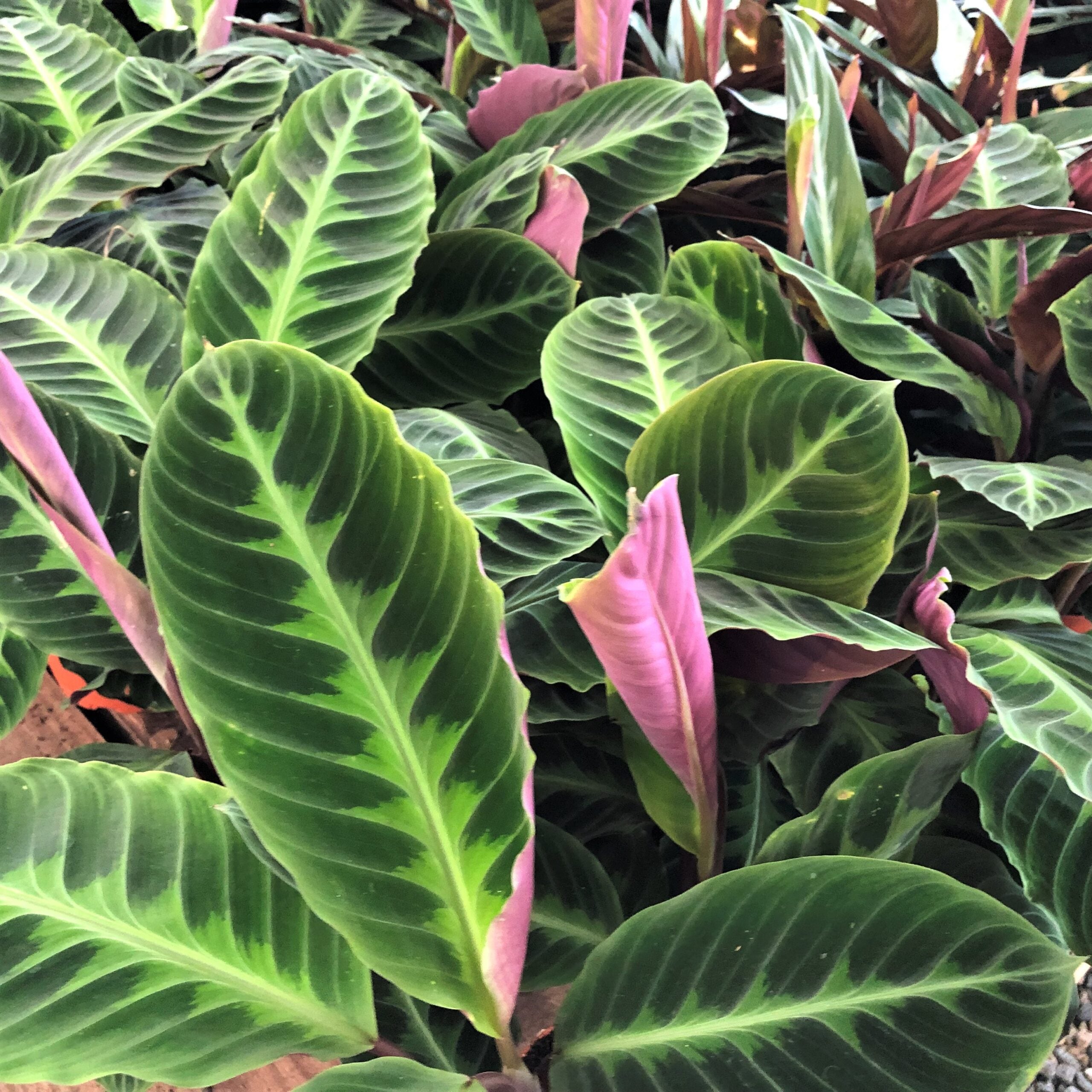 Calathea warscewiczii - Jungle Velvet Plant (4.5" Pot) | Little Prince of  Oregon Nursery