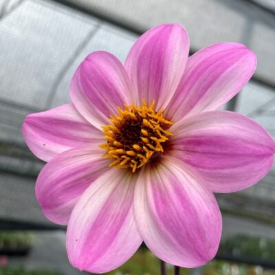 Dahlia 'Mystic Dreamer' - Dahlia Hybrid USPP #19.885 (4.5" Pot)