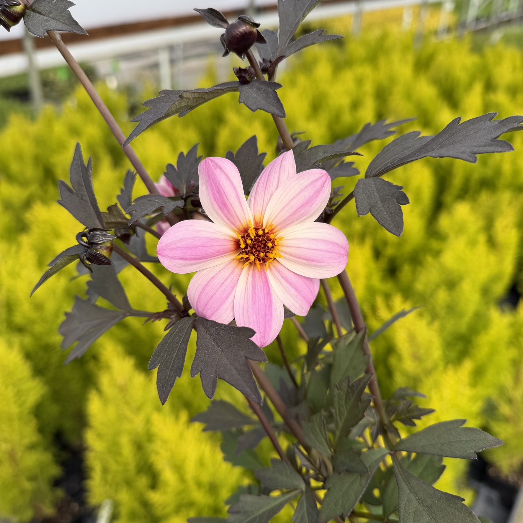 Dahlia 'Mystic Dreamer' - Dahlia Hybrid USPP #19.885 (4.5" Pot) - Image 2