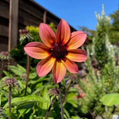 Dahlia 'Mystic Fantasy' - Dahlia Hybrid