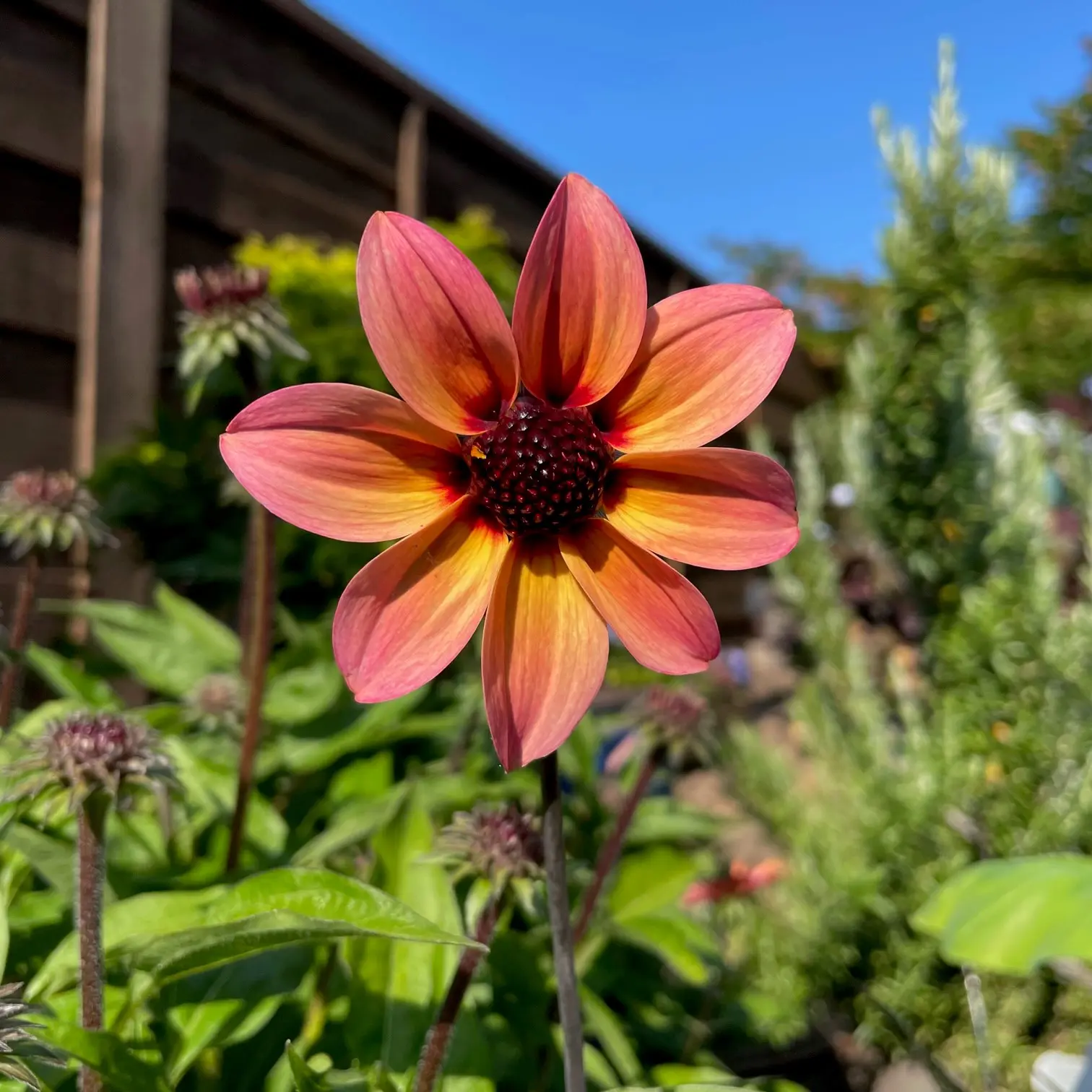 Dahlia 'Mystic Fantasy' - Dahlia Hybrid USPP #25,417 (4.5