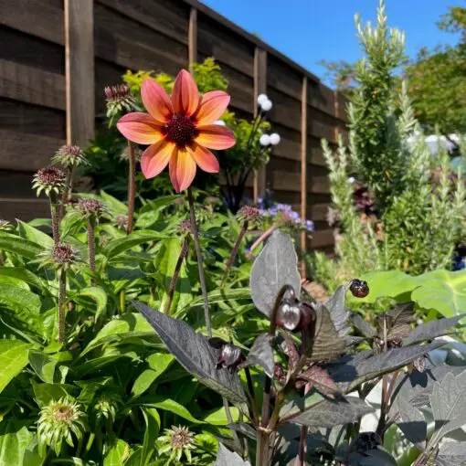 【KING　Flower】アディダス　BOTANICAL　カラフル　極美品 Dahlia 'Mystic Fantasy' - Dahlia Hybrid USPP #25,417 (4.5