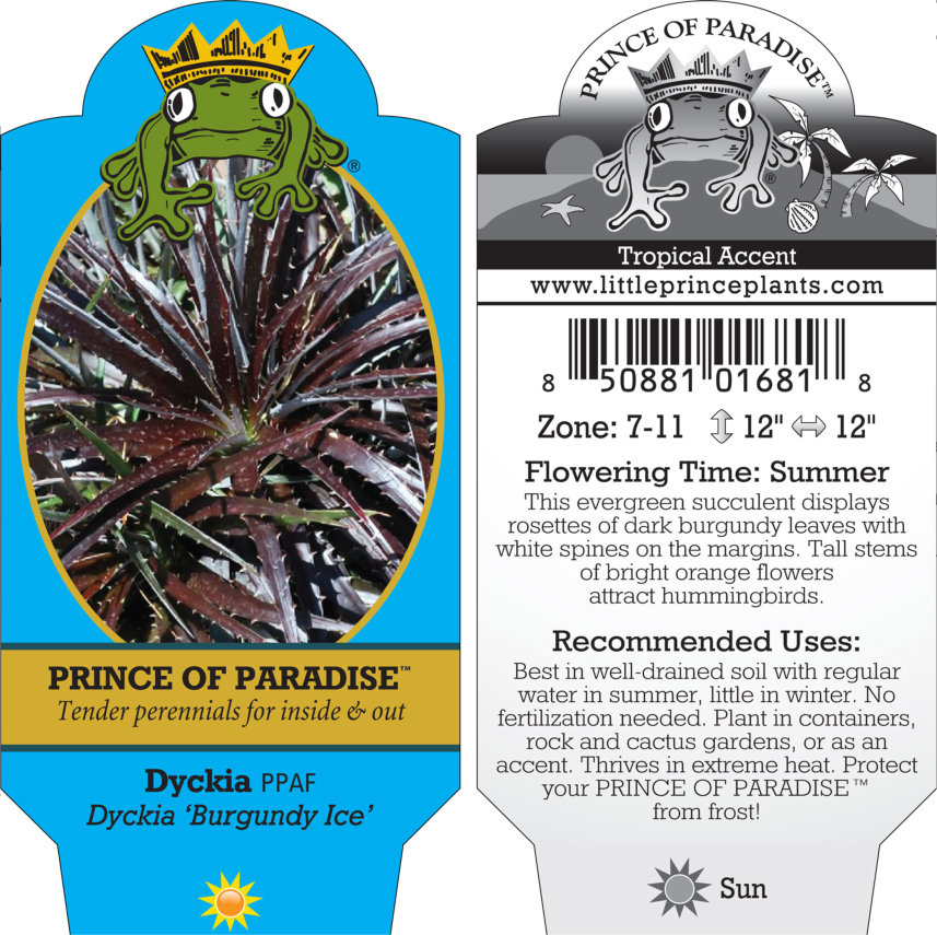 Dyckia 'Burgundy Ice' (4.5" Pots) - Image 5