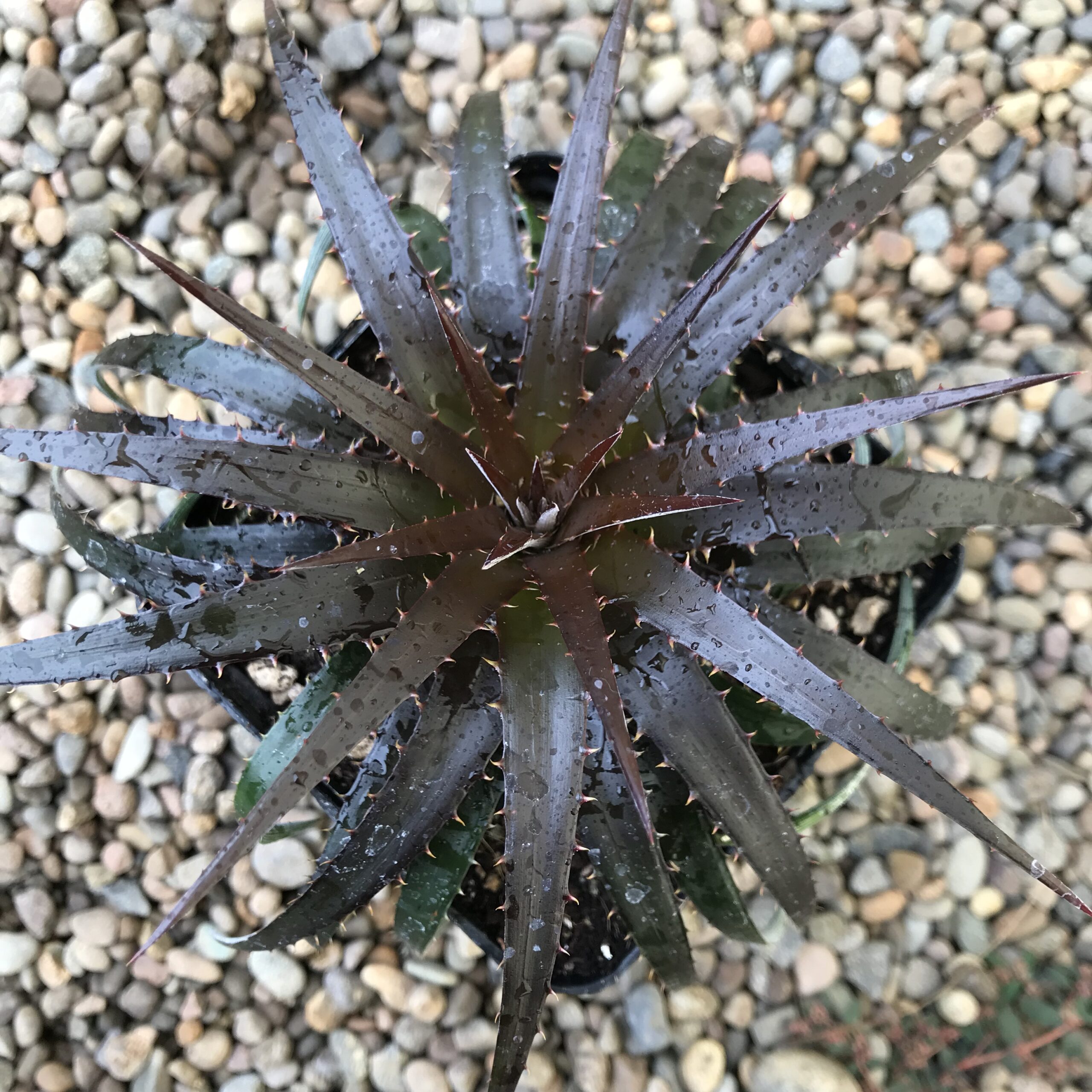 Dyckia 'Burgundy Ice' (4.5" Pots) - Image 3