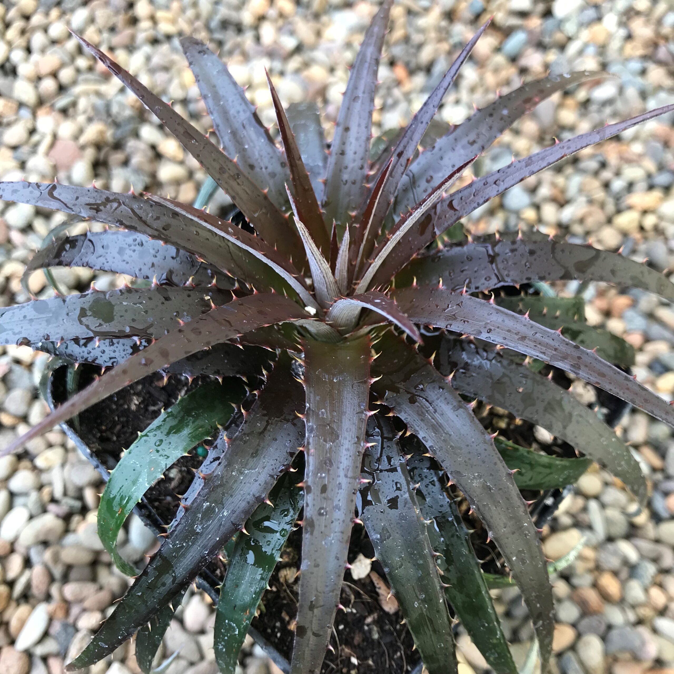 Dyckia 'Burgundy Ice' (4.5" Pots) - Image 2