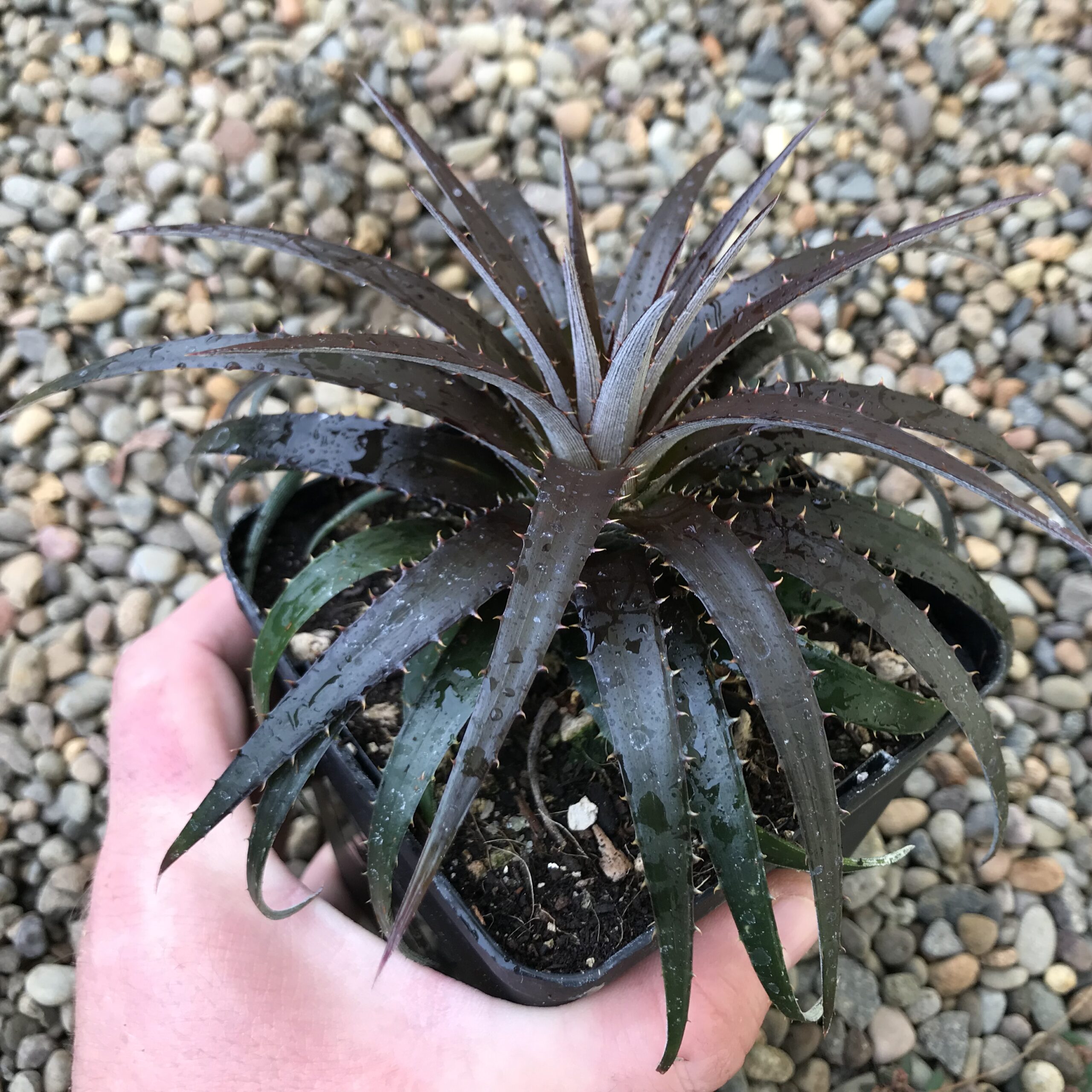 Dyckia 'Burgundy Ice' (4.5" Pots)