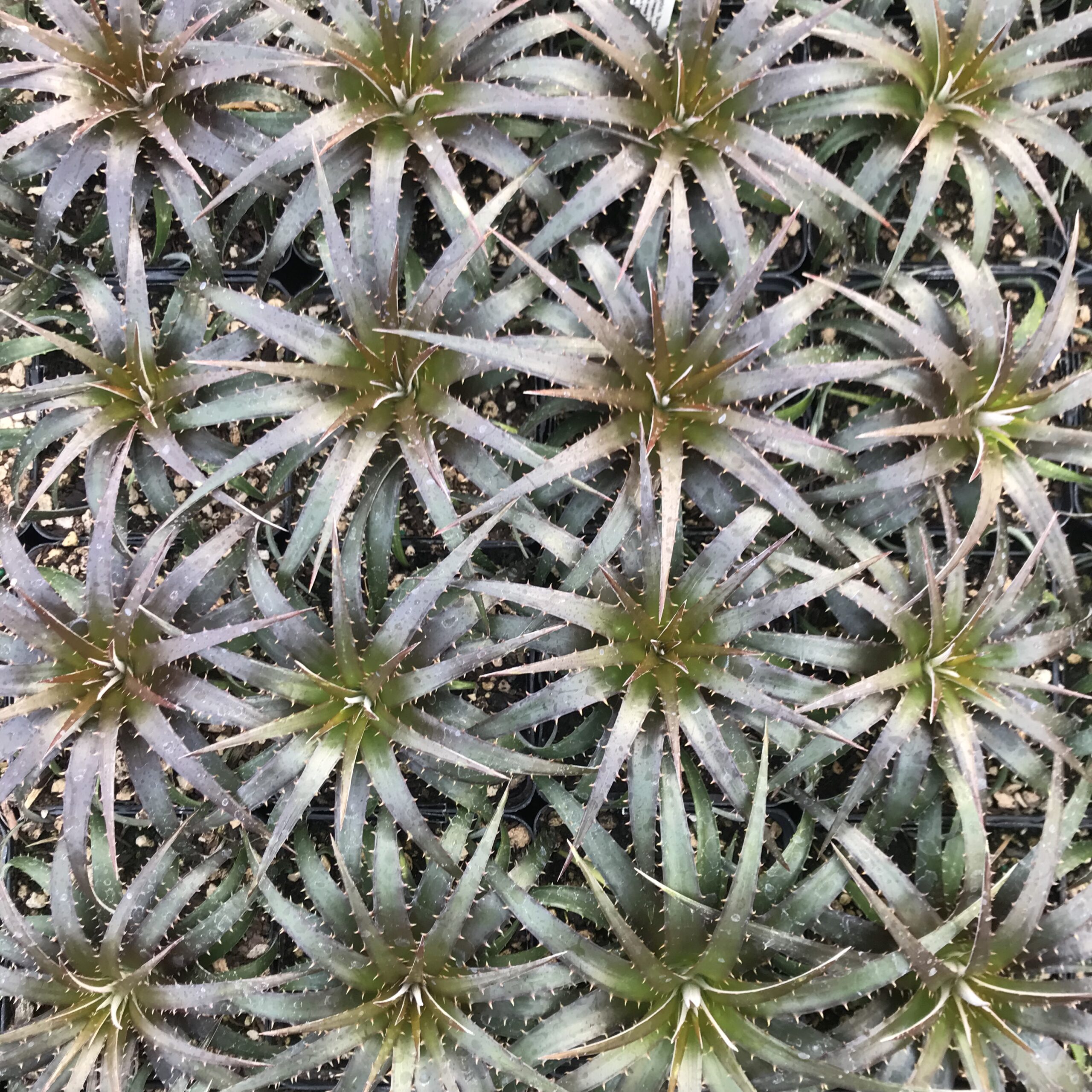 Dyckia 'Burgundy Ice' (4.5" Pots) - Image 4
