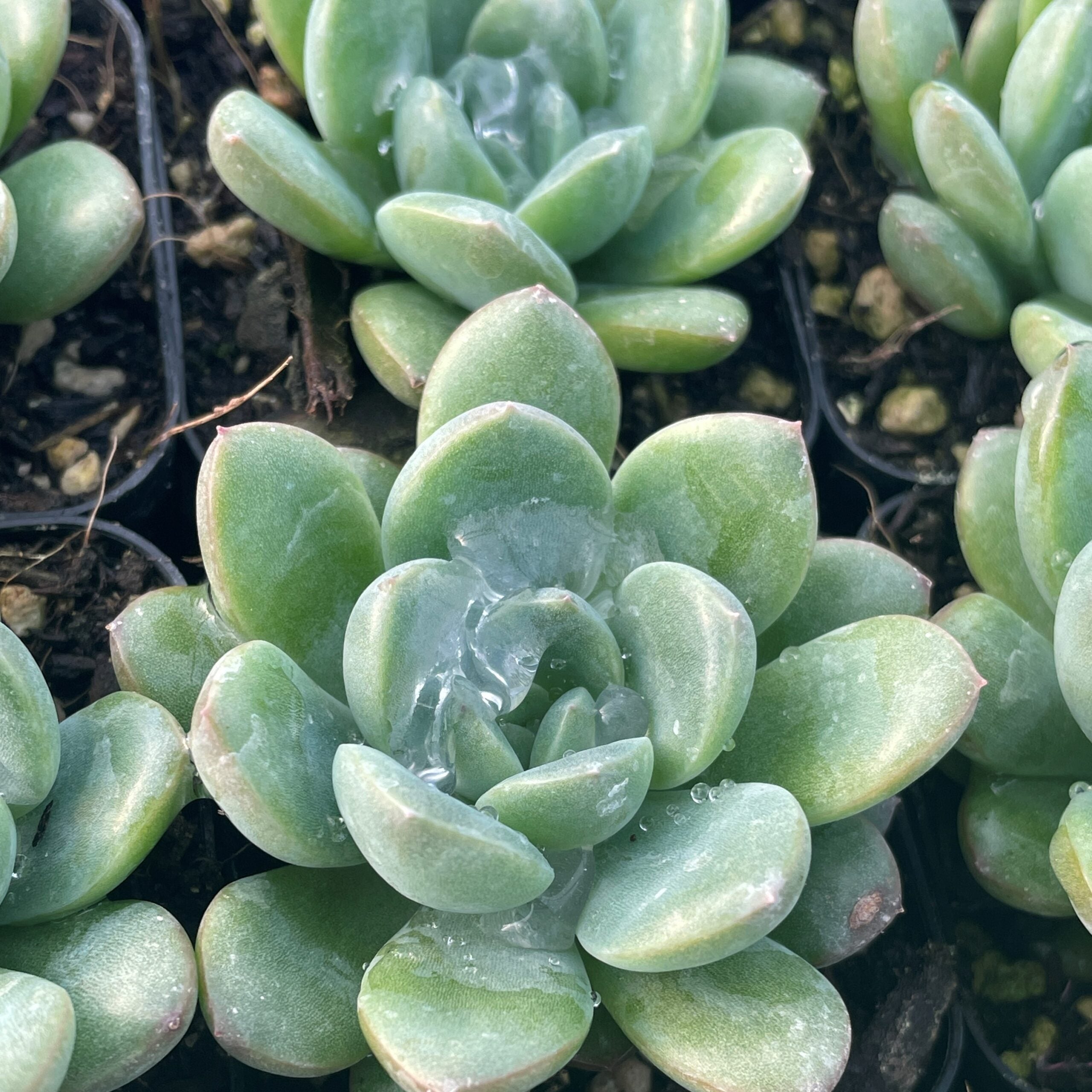 Echeveria 'King Midas' - Succulents (2" Pot) - Image 3