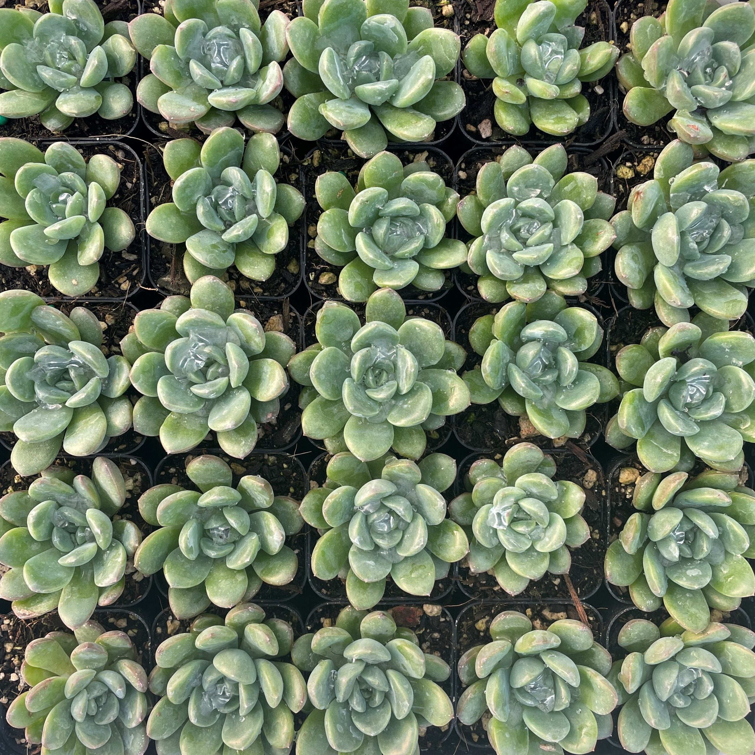 Echeveria 'King Midas' - Succulents (2" Pot) - Image 4