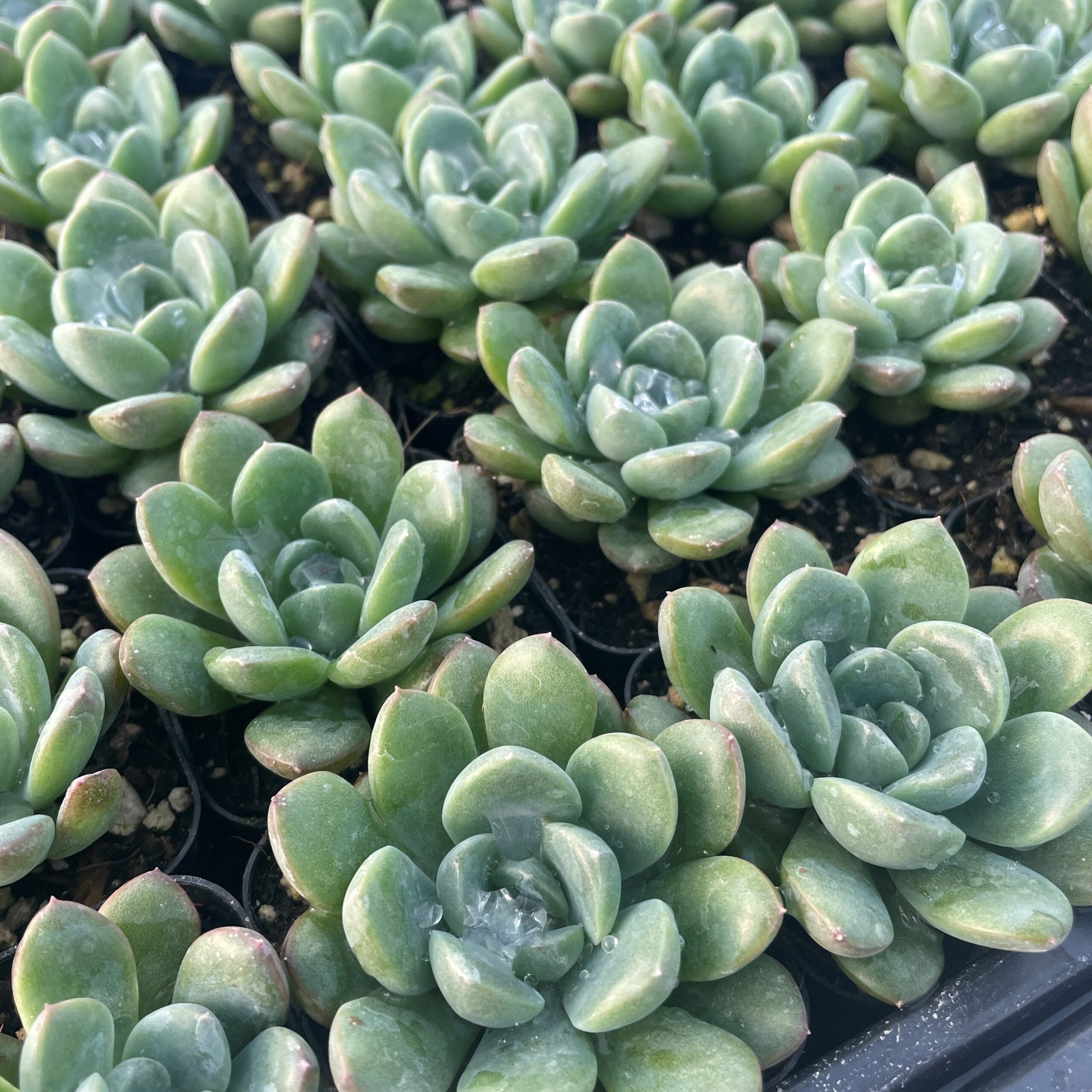 Echeveria 'King Midas' - Succulents (2" Pot) - Image 2