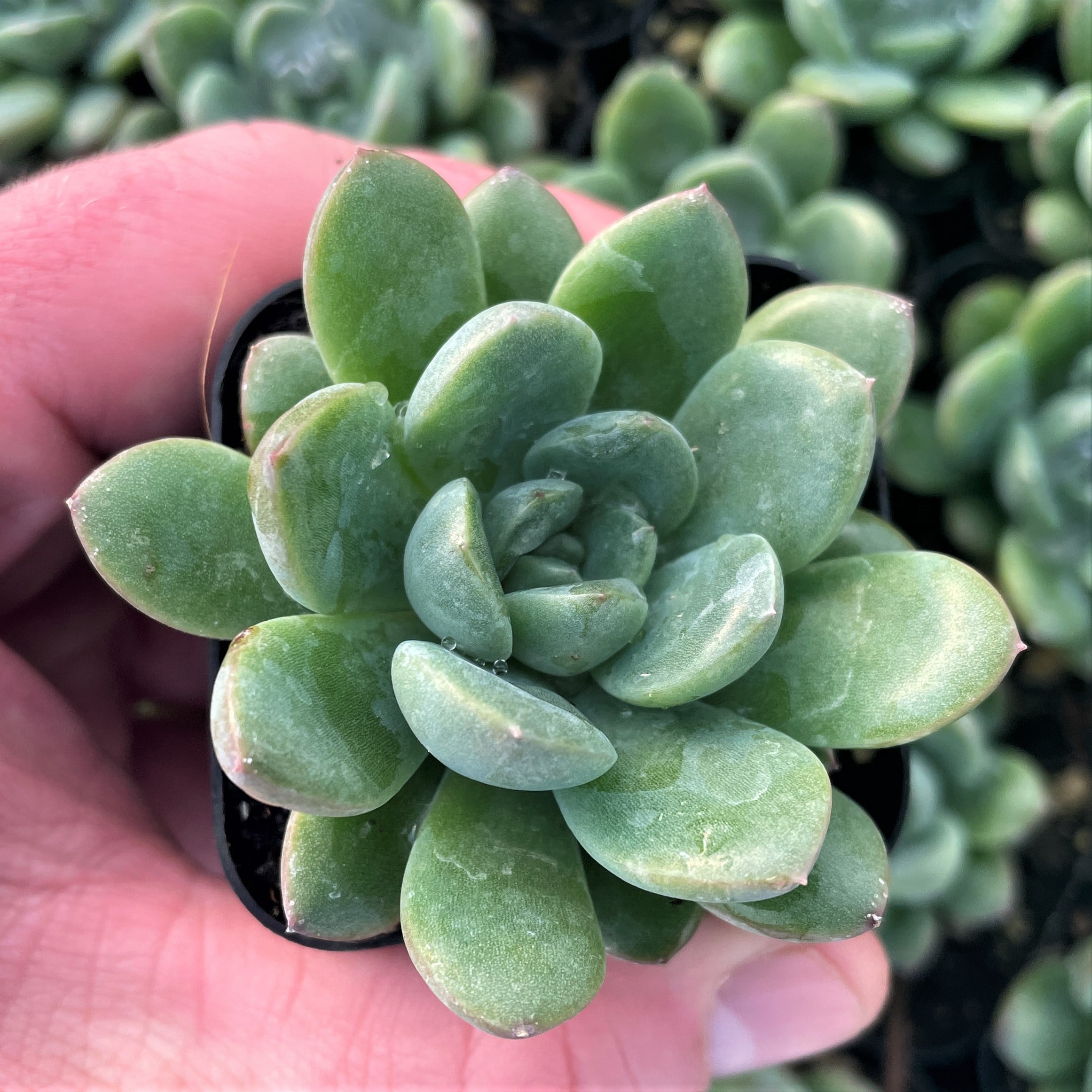 Echeveria 'King Midas' - Succulents (2" Pot)