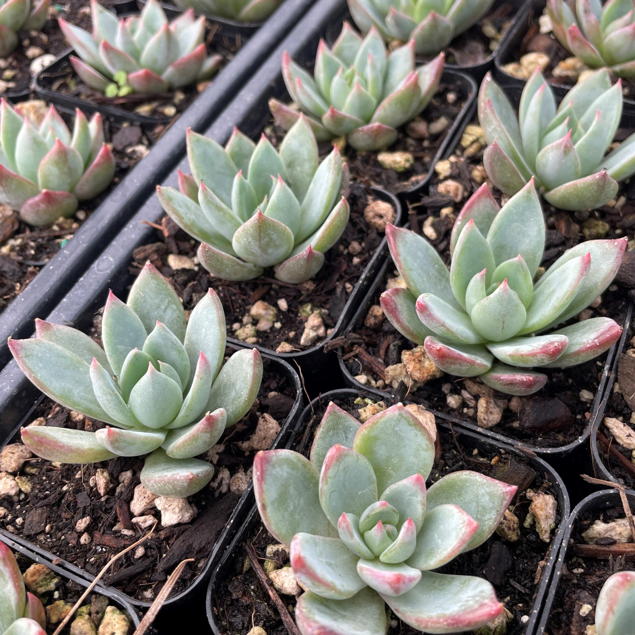 Echeveria 'Yummie' - Succulents (2" Pots) - Image 2