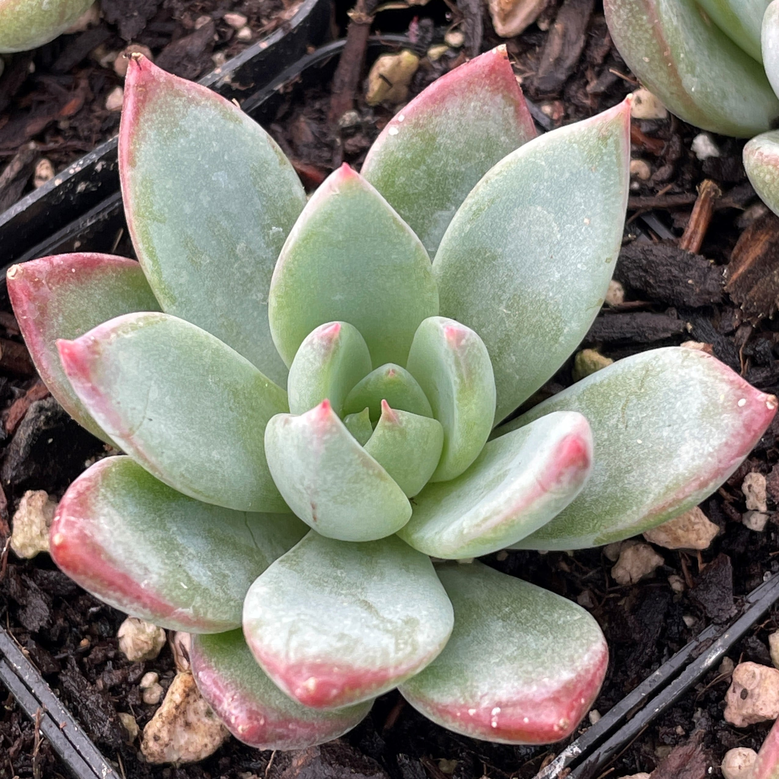 Echeveria 'Yummie' - Succulents (2" Pots)