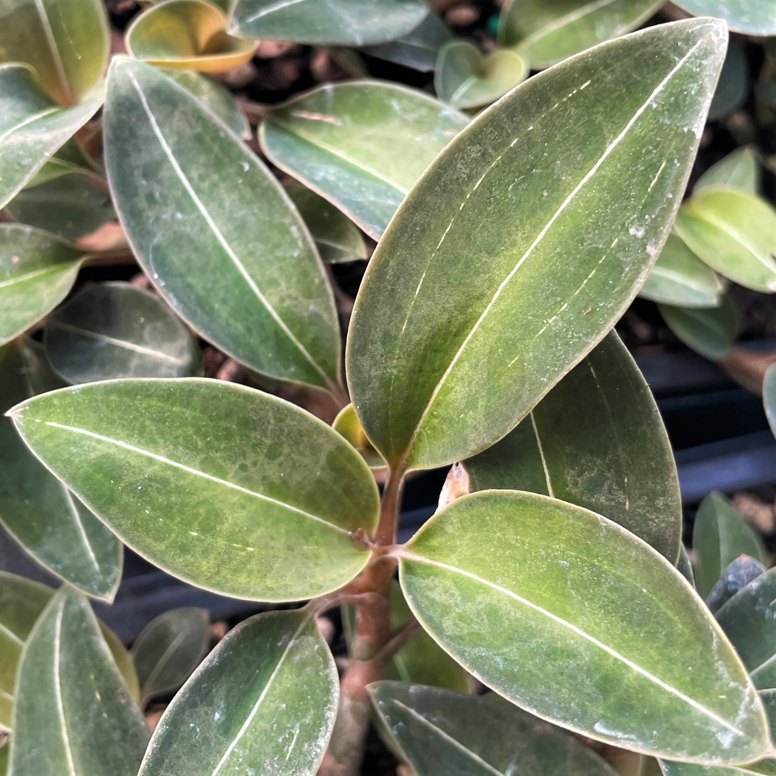 Ludisia discolor var. 'Nigrescens' - Black Jewel Orchid (2" Pot) - Image 3