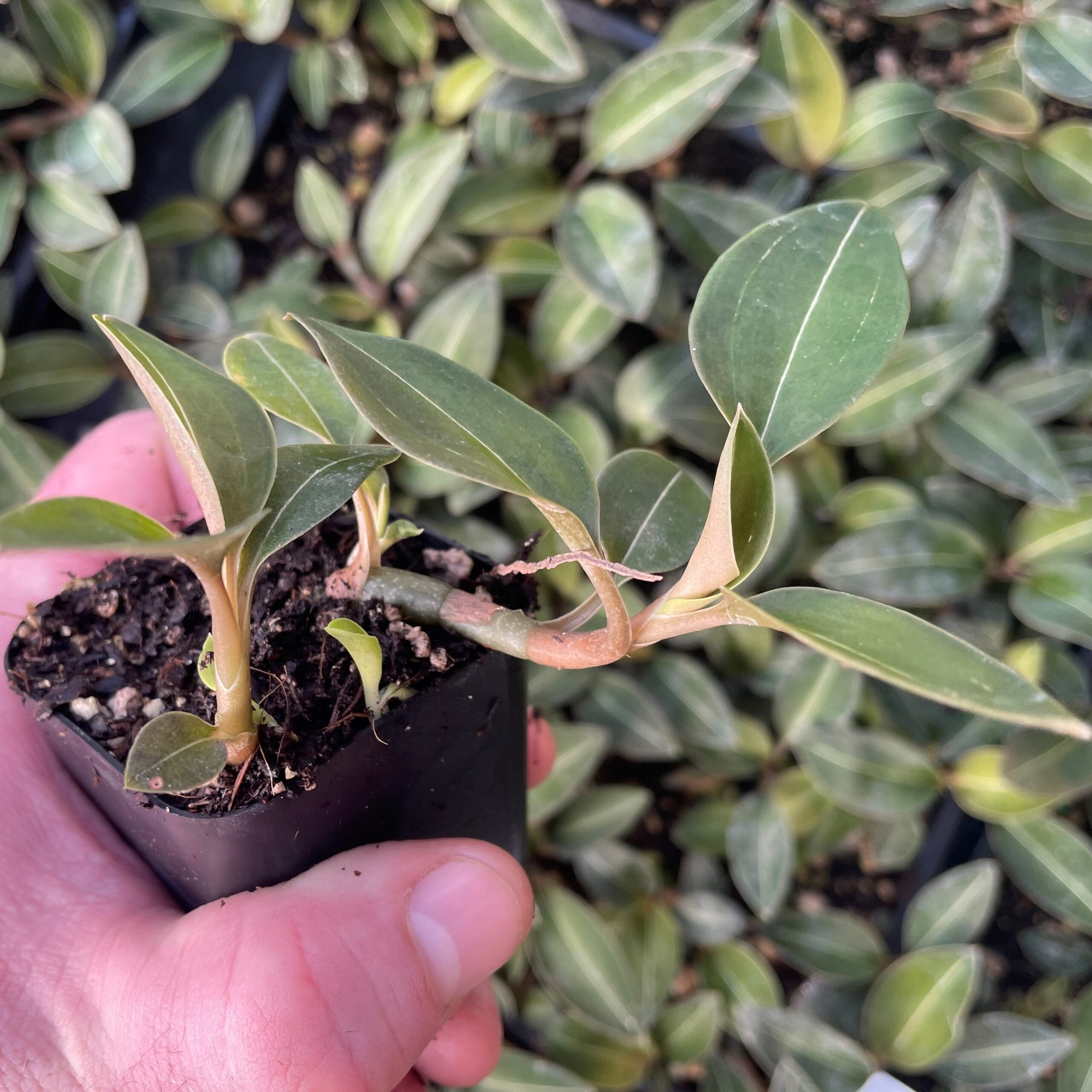Ludisia discolor var. 'Nigrescens' - Black Jewel Orchid (2" Pot) - Image 5
