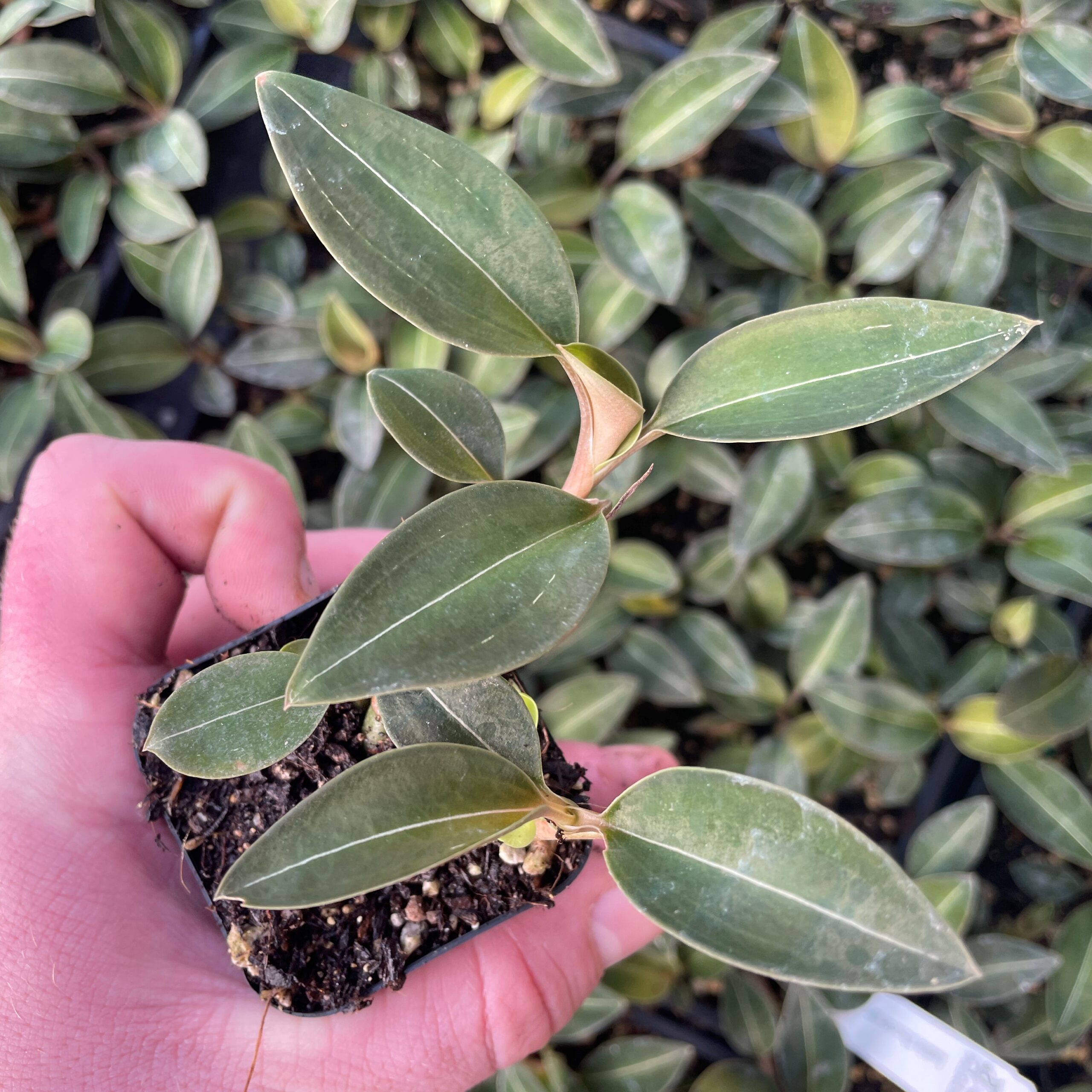 Ludisia discolor var. 'Nigrescens' - Black Jewel Orchid (2
